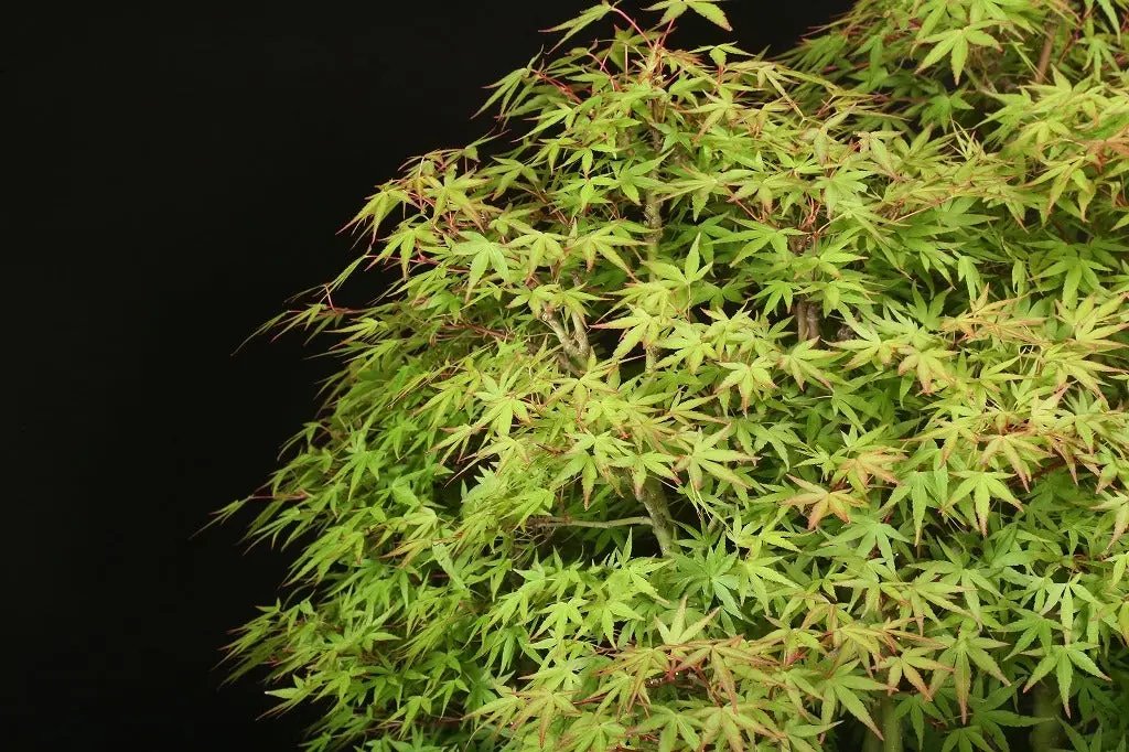 Acer palmatum 'Yukihime' Canada Bonsai