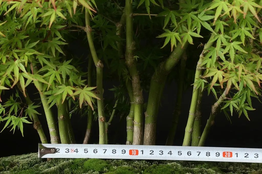 Acer palmatum 'Yukihime' Canada Bonsai