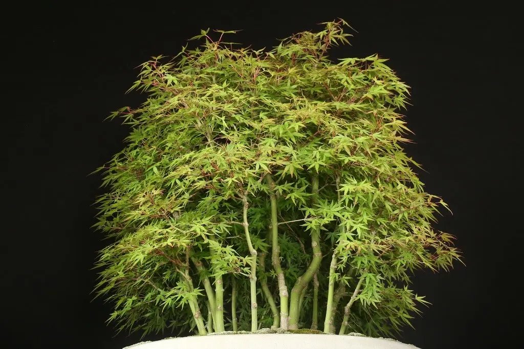 Acer palmatum 'Yukihime' Canada Bonsai