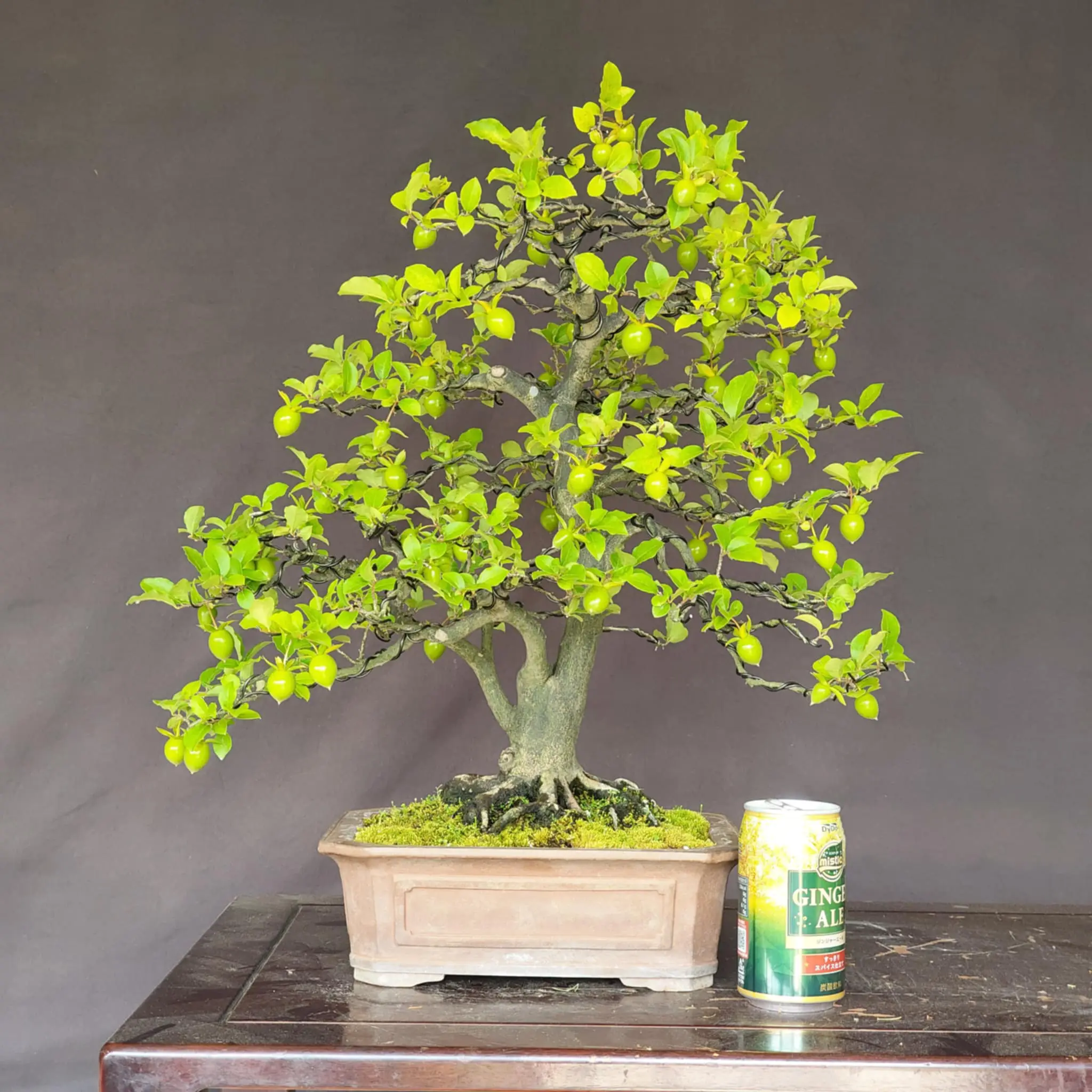 Diospyros rhombifolia 'Miyako Beni' Canada Bonsai