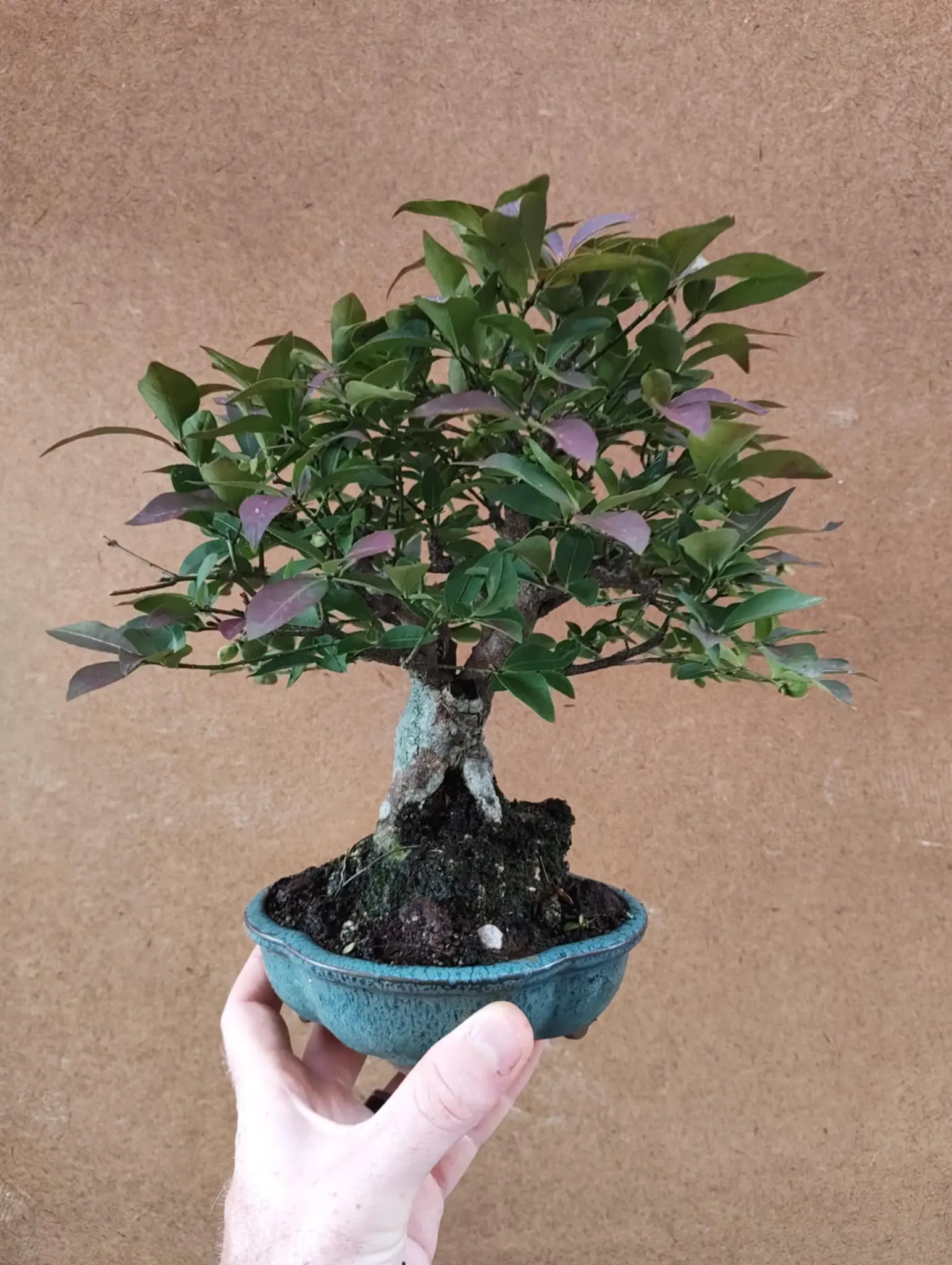 Euonymus Canada Bonsai