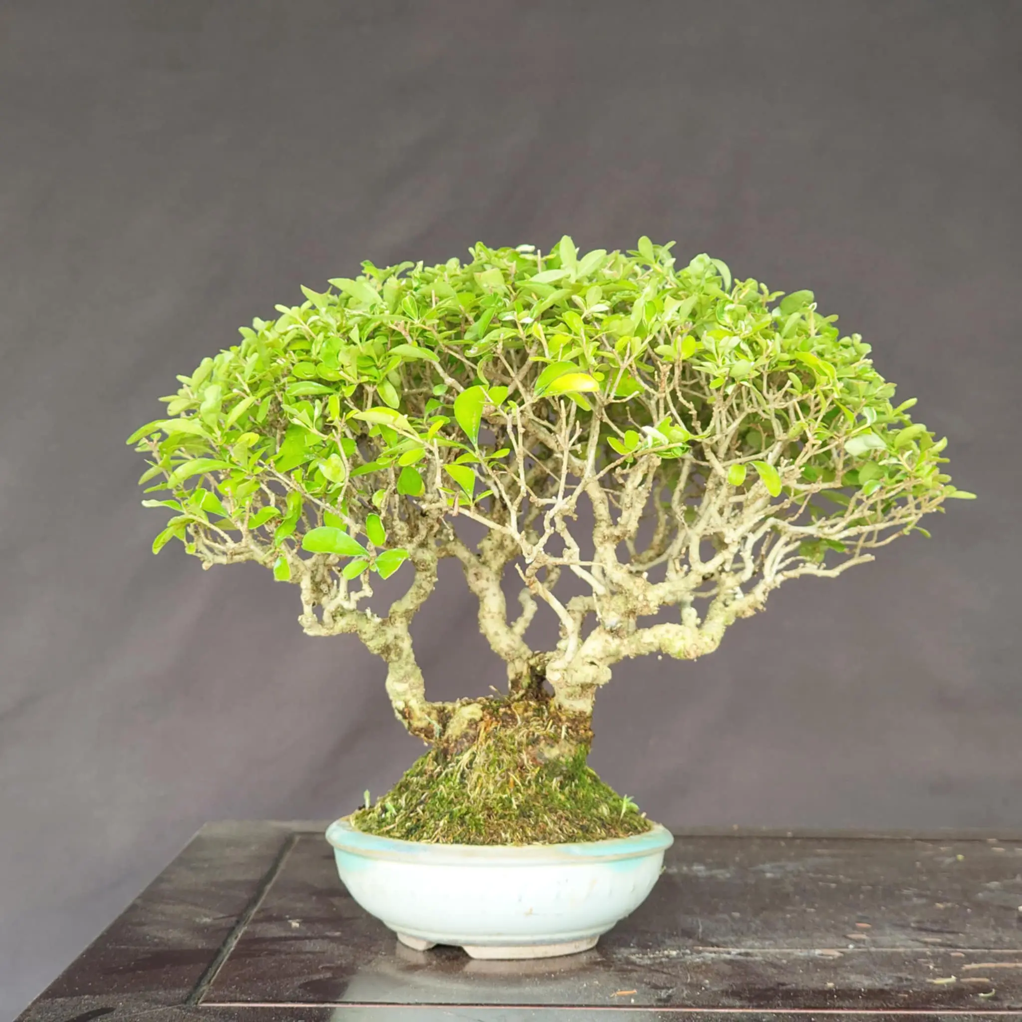 Ligustrum obtusifolium Canada Bonsai