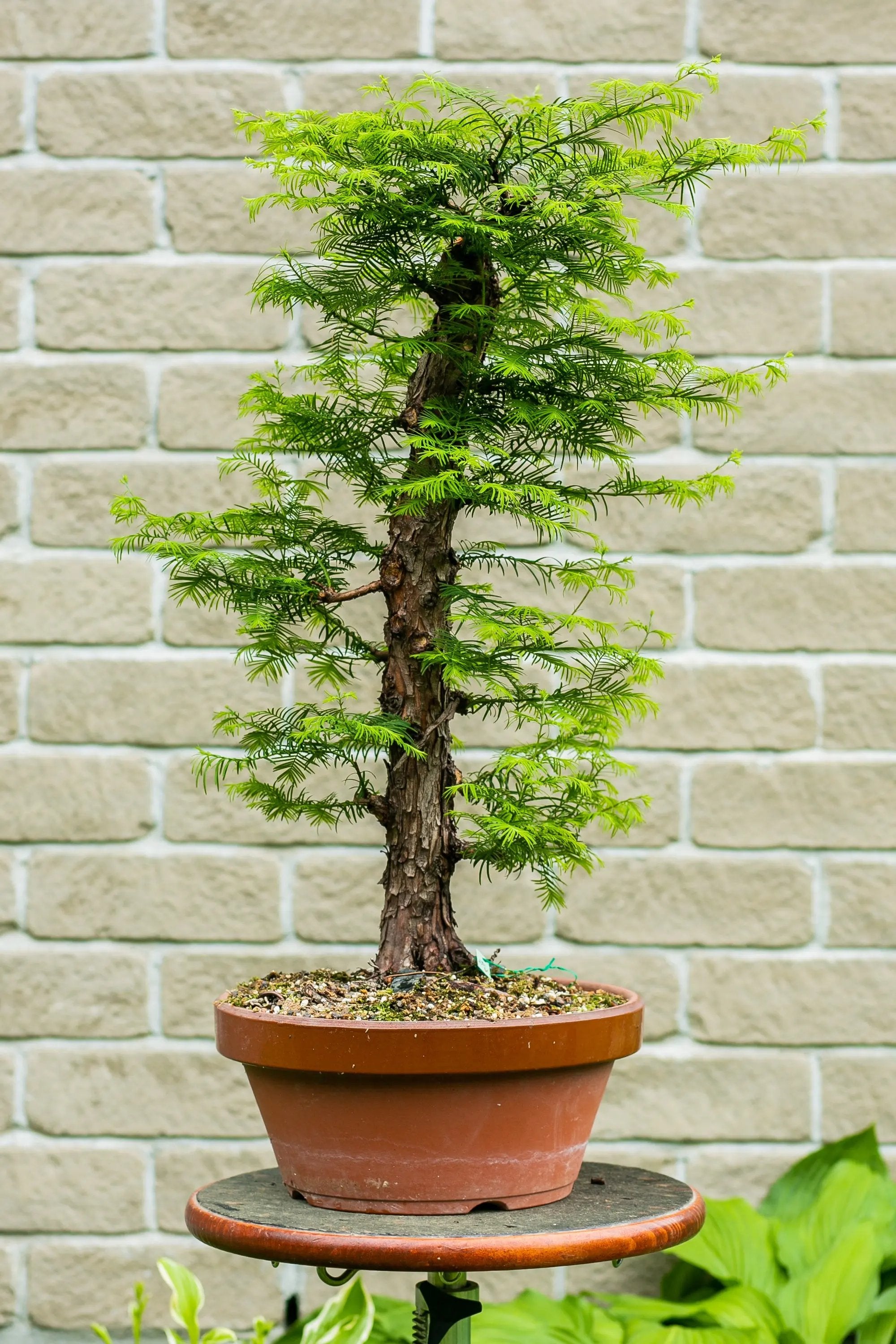 Metasequoia glyptostroboïdes Canada Bonsai