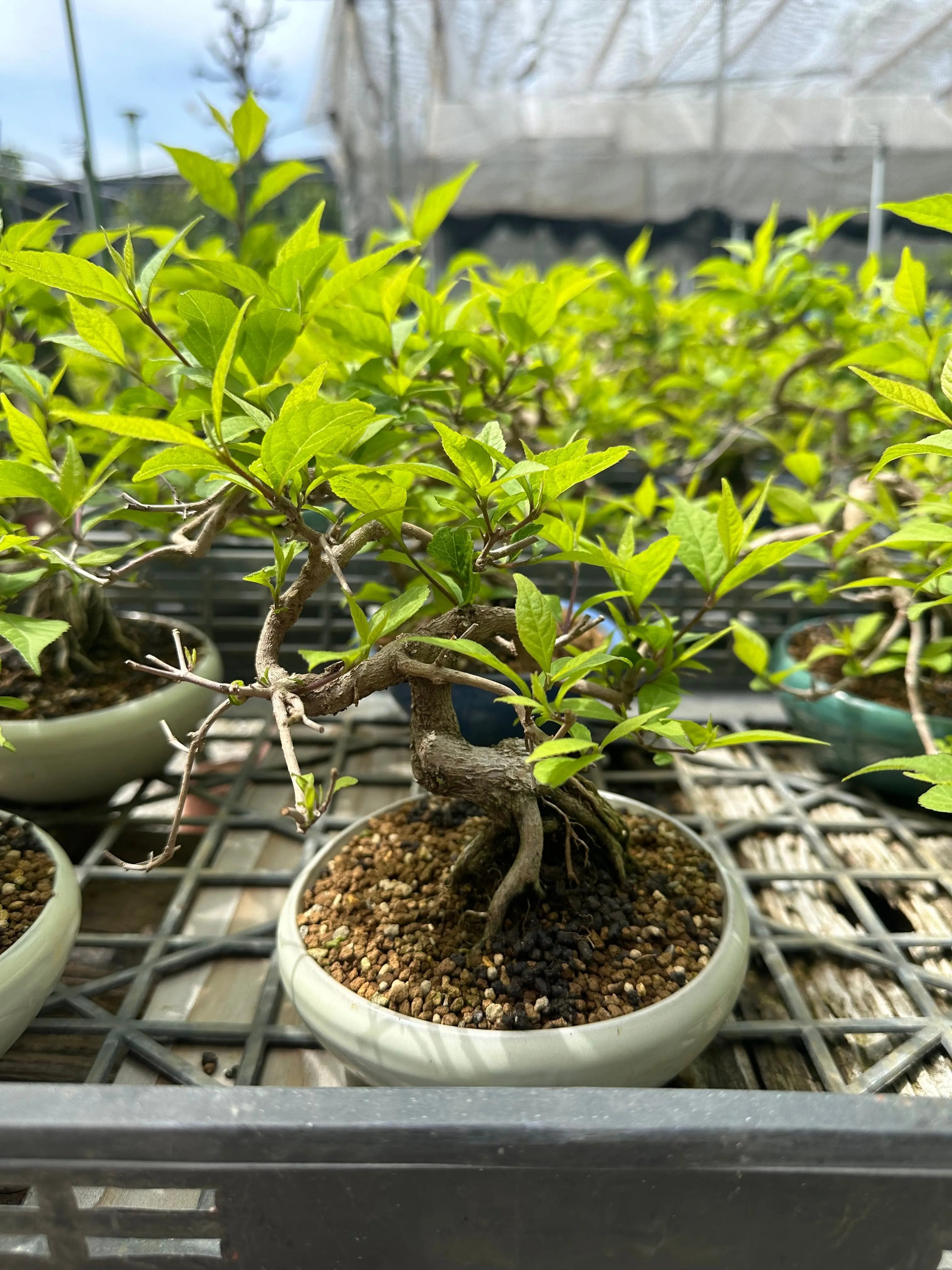 Callicarpa japonica (Toyoda-san) Canada Bonsai