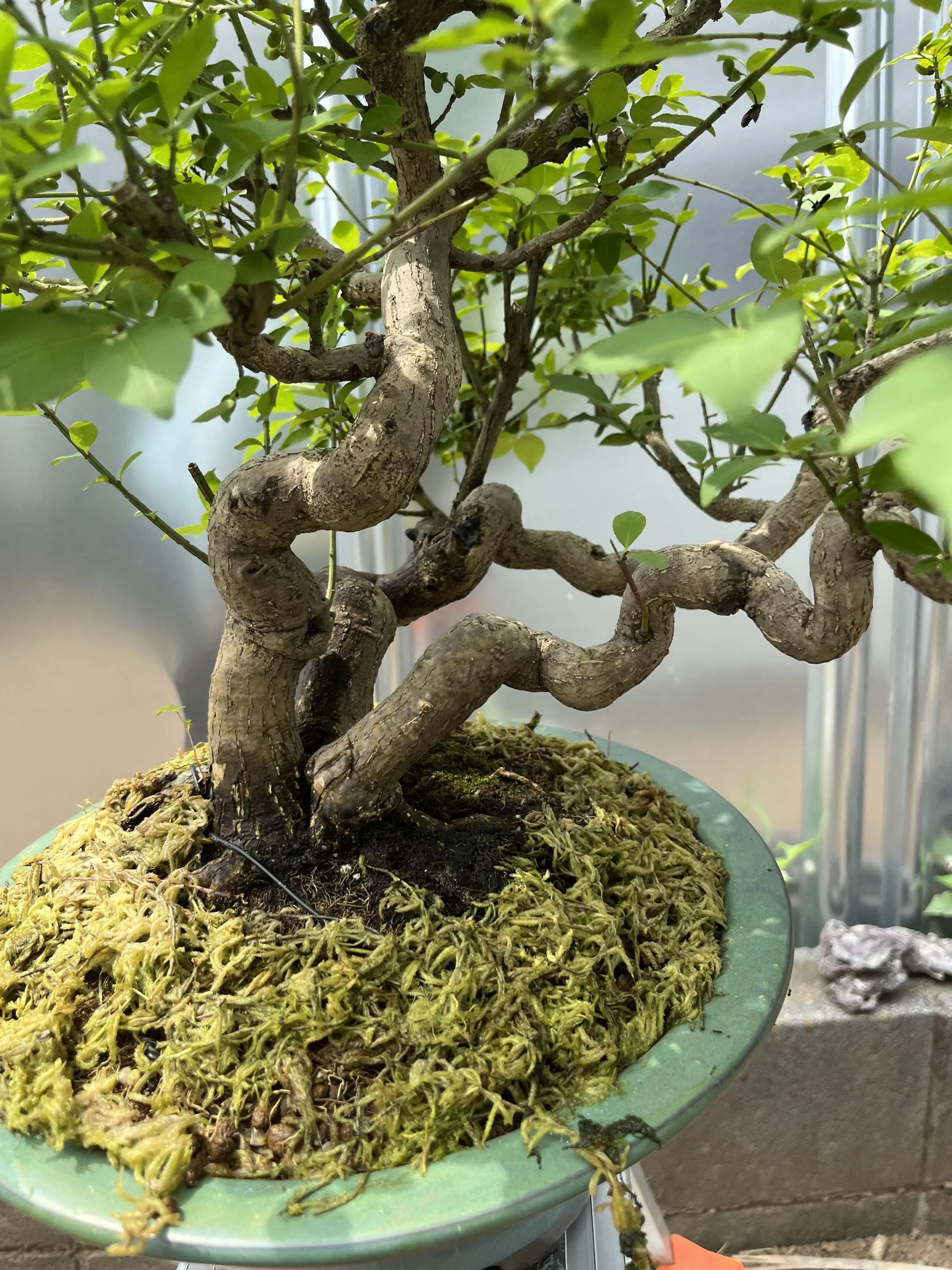 Euonymus Canada Bonsai
