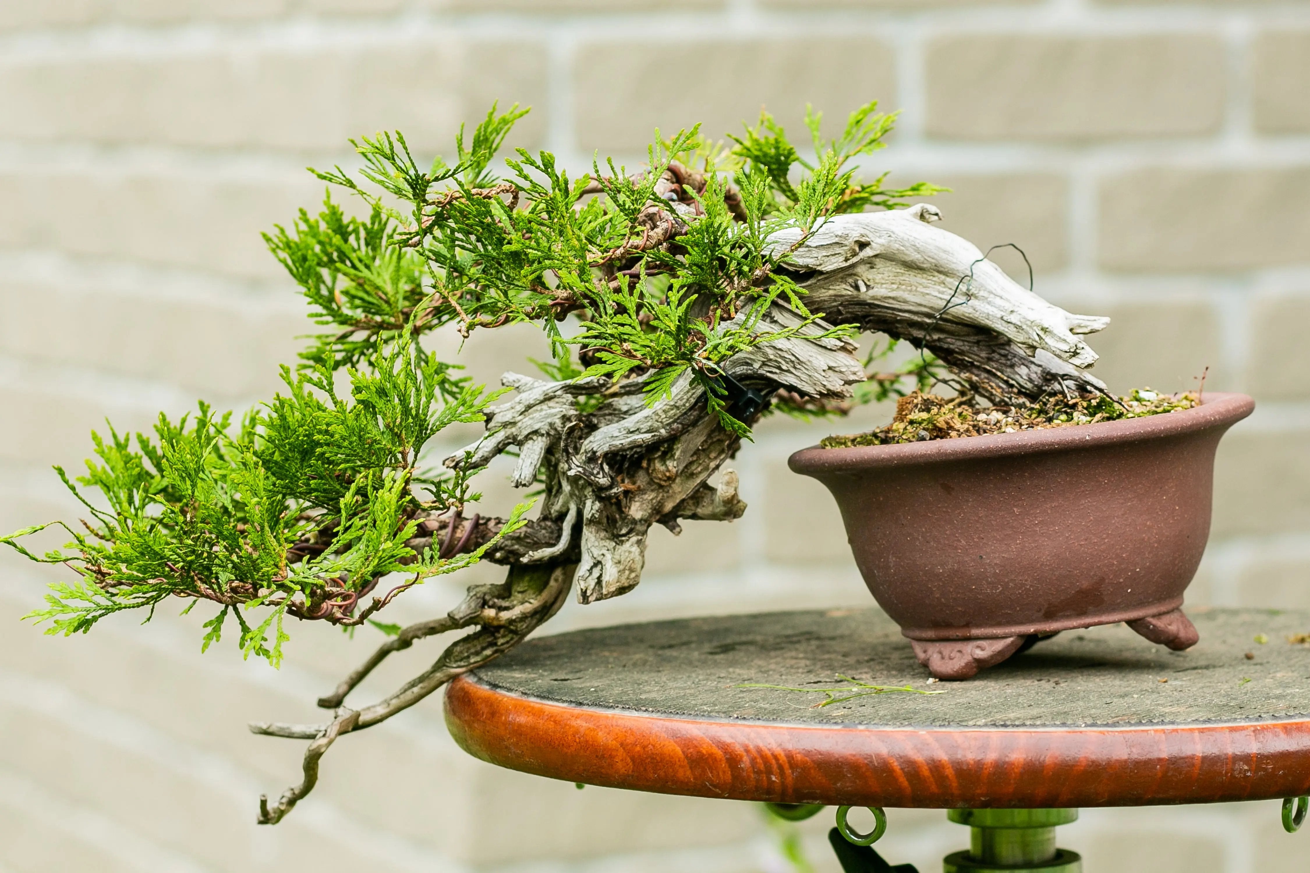 Thuya occidentalis Canada Bonsai