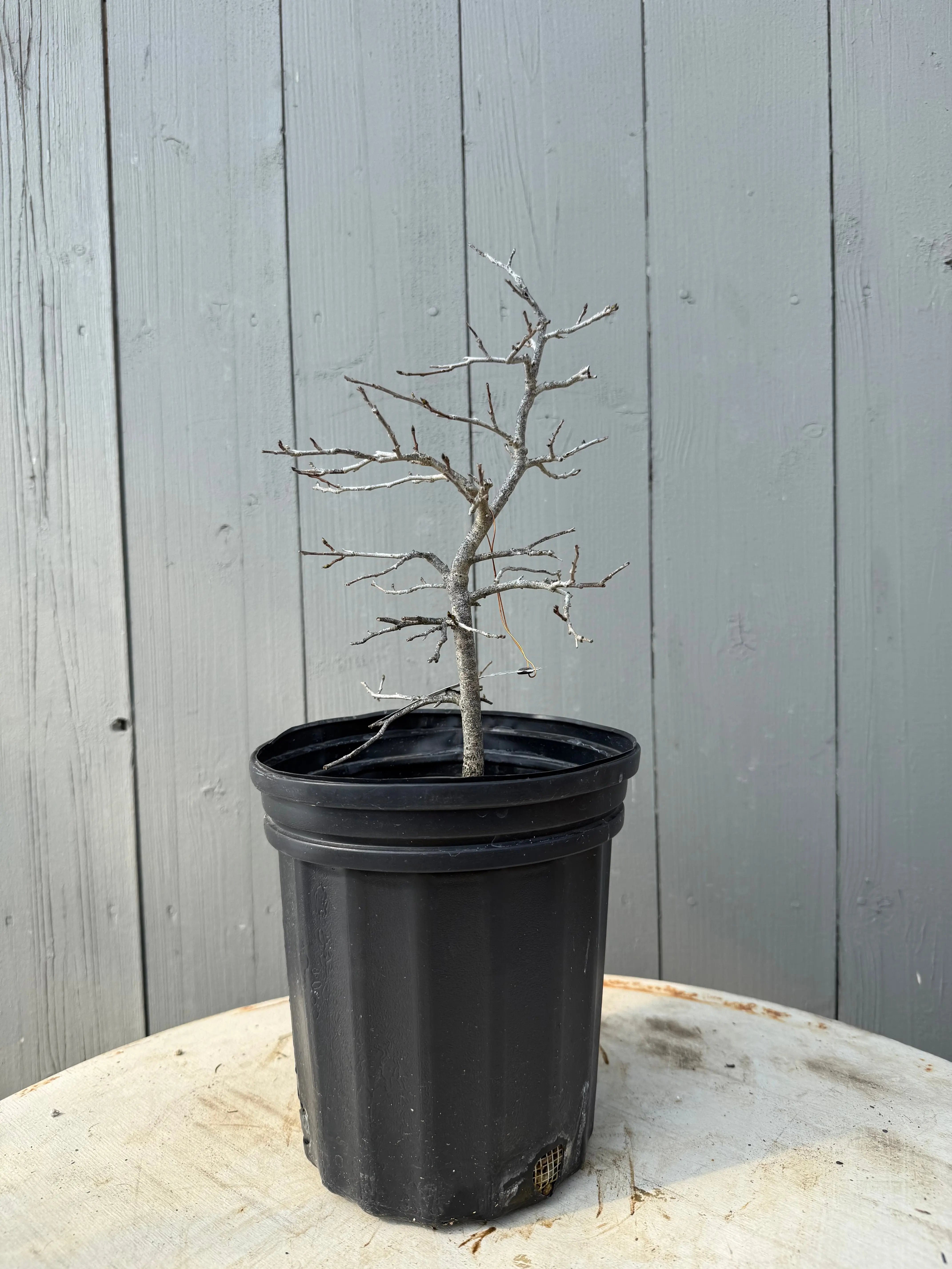 Diospyros rhombifolia ‘Akakarasu’ Canada Bonsai