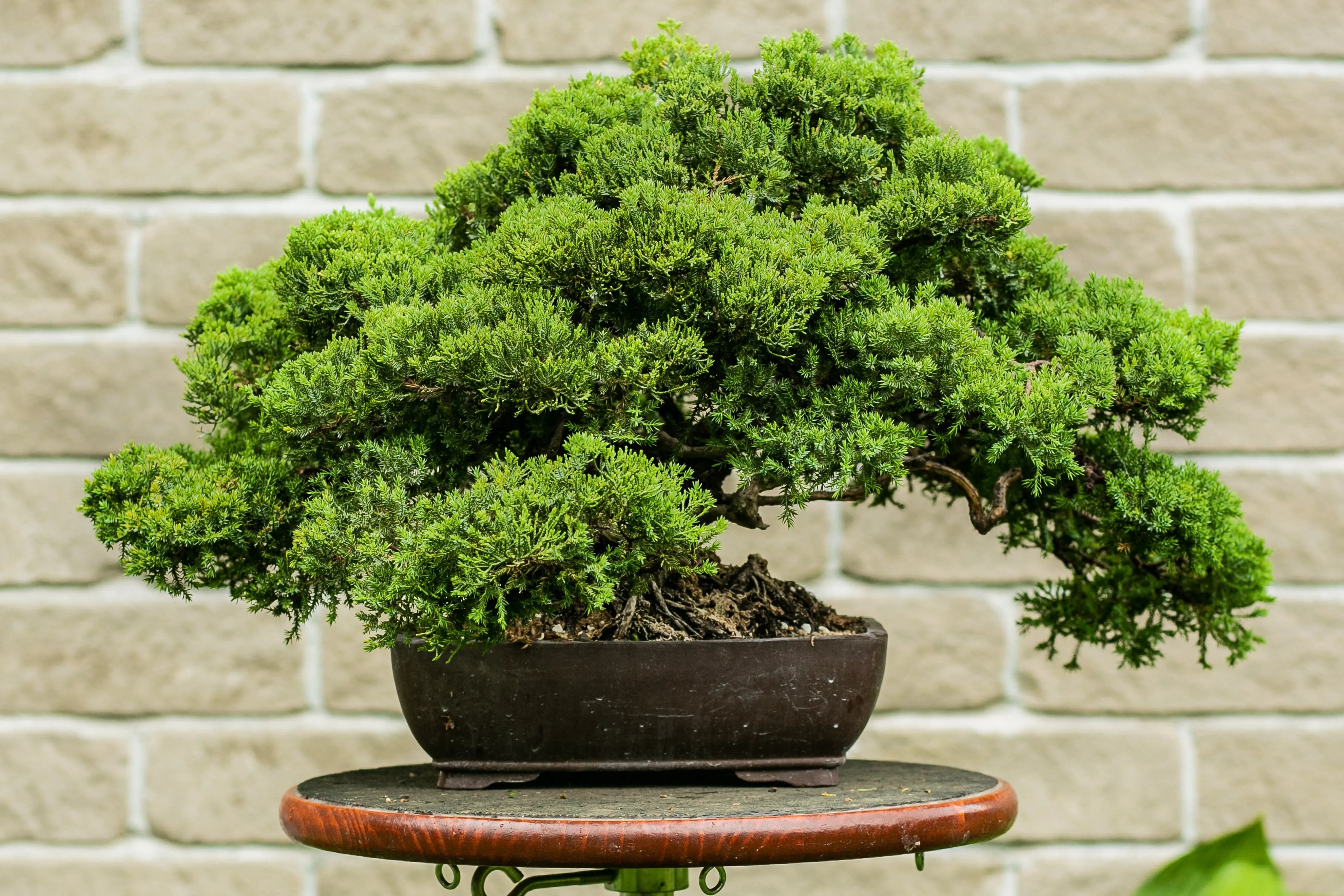 Juniperus procumbens Canada Bonsai