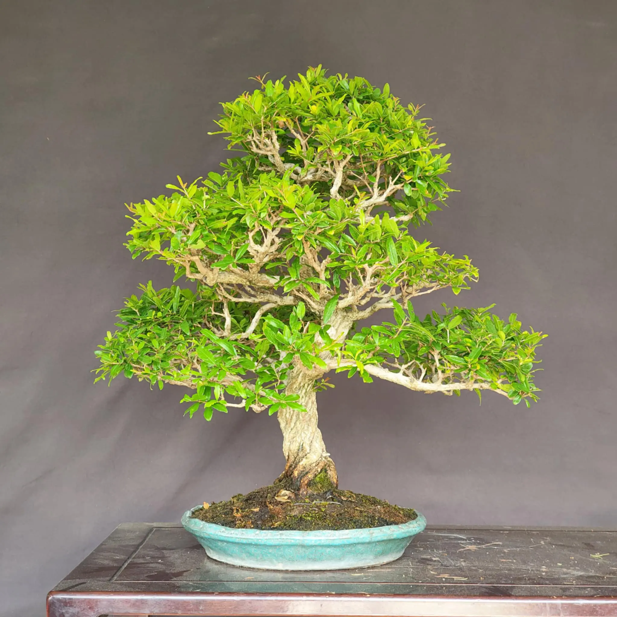 Punica granatum (Kouka-en) Canada Bonsai