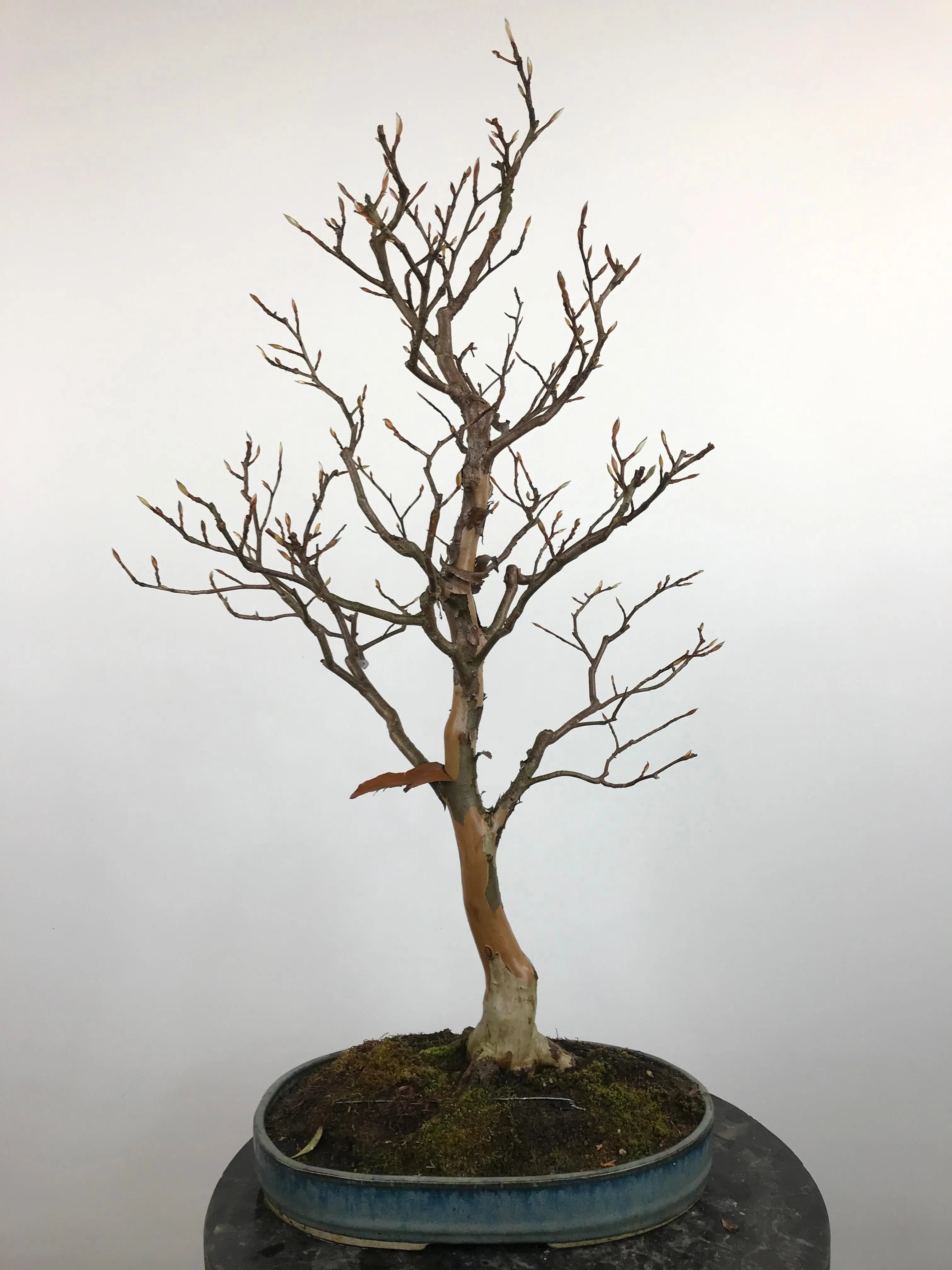 Stewartia pseudocamellia #1 Canada Bonsai