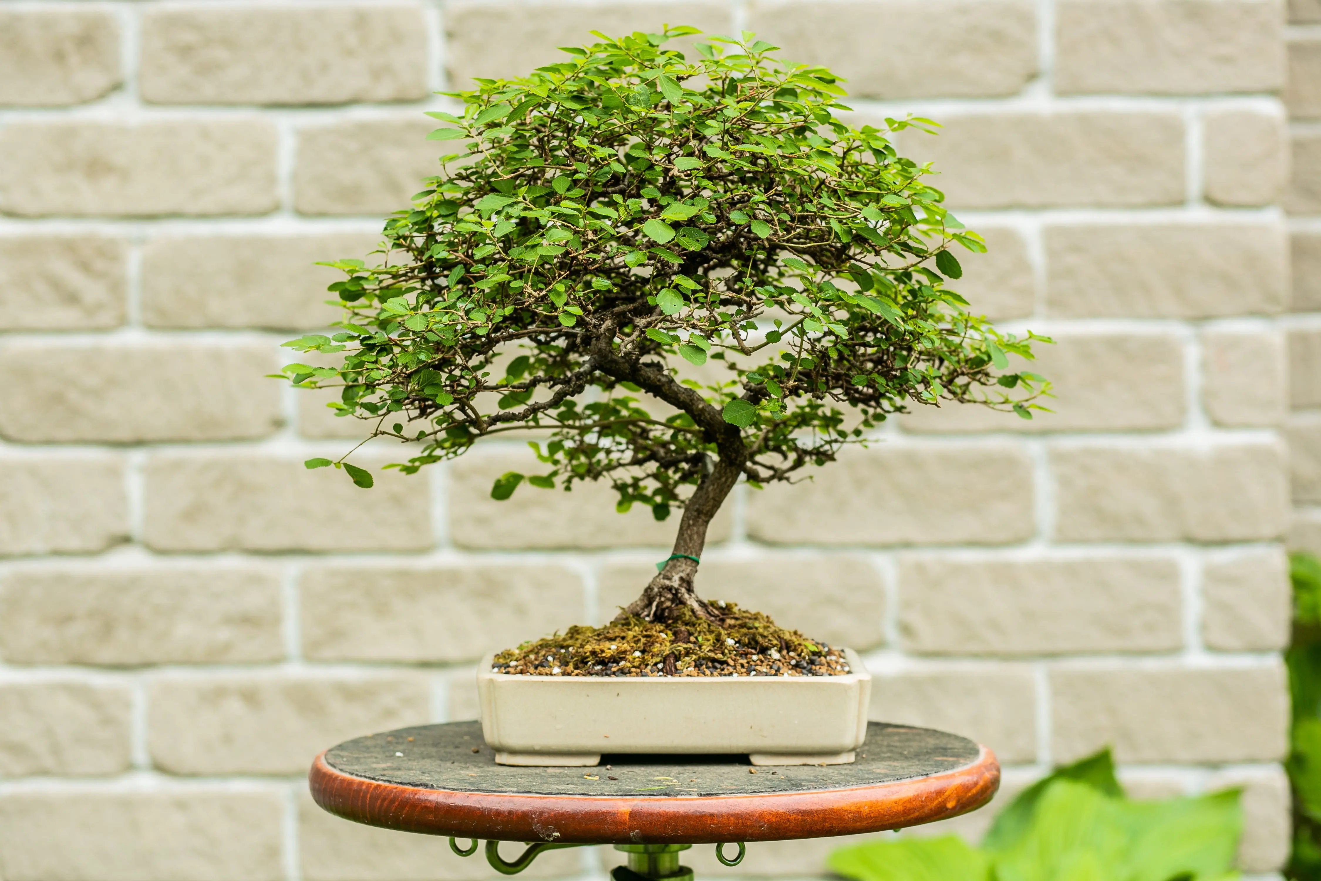 Grewia occidentalis Canada Bonsai