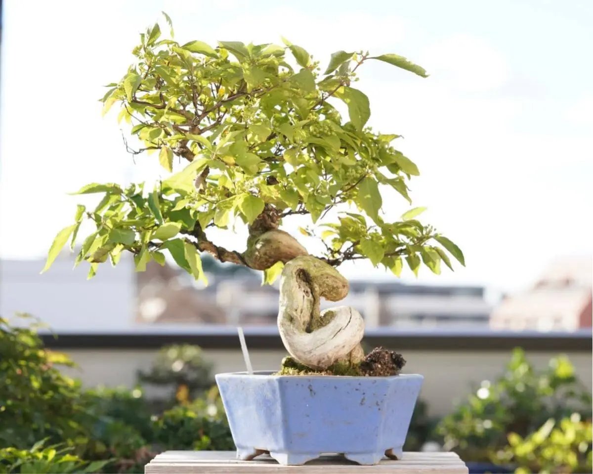 Callicarpa japonica Canada Bonsai