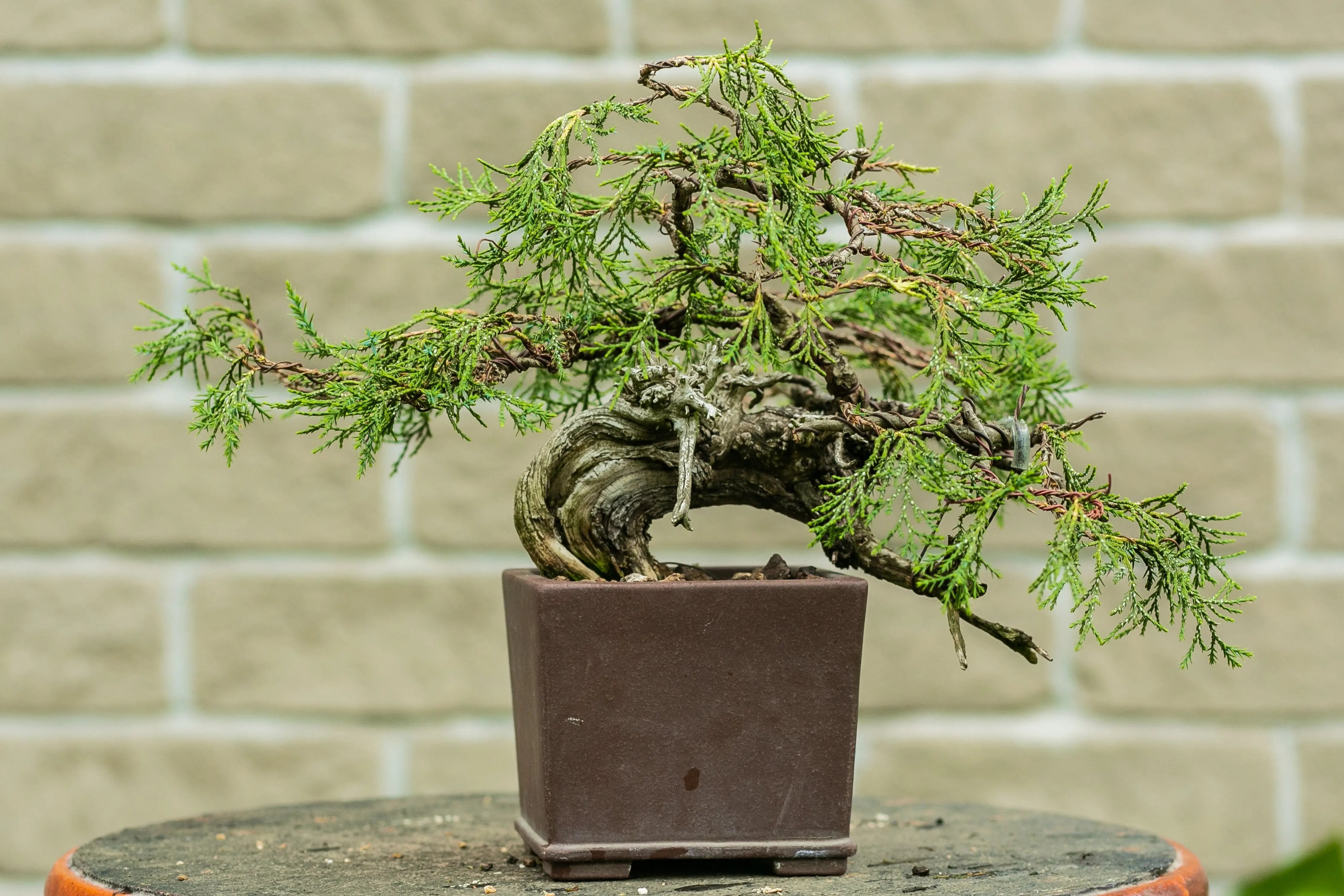 Juniperus scopulorum Canada Bonsai