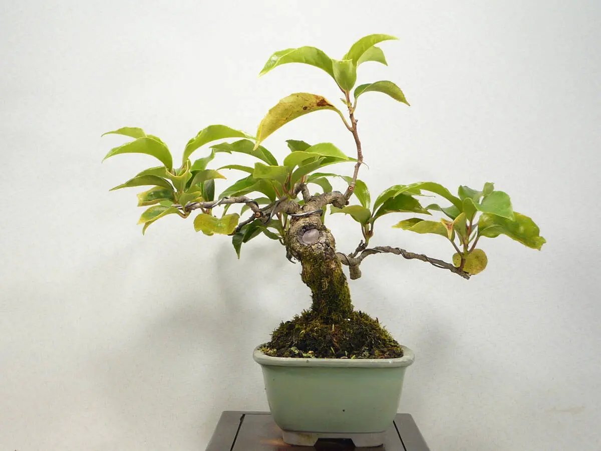 Kadsura japonica Canada Bonsai