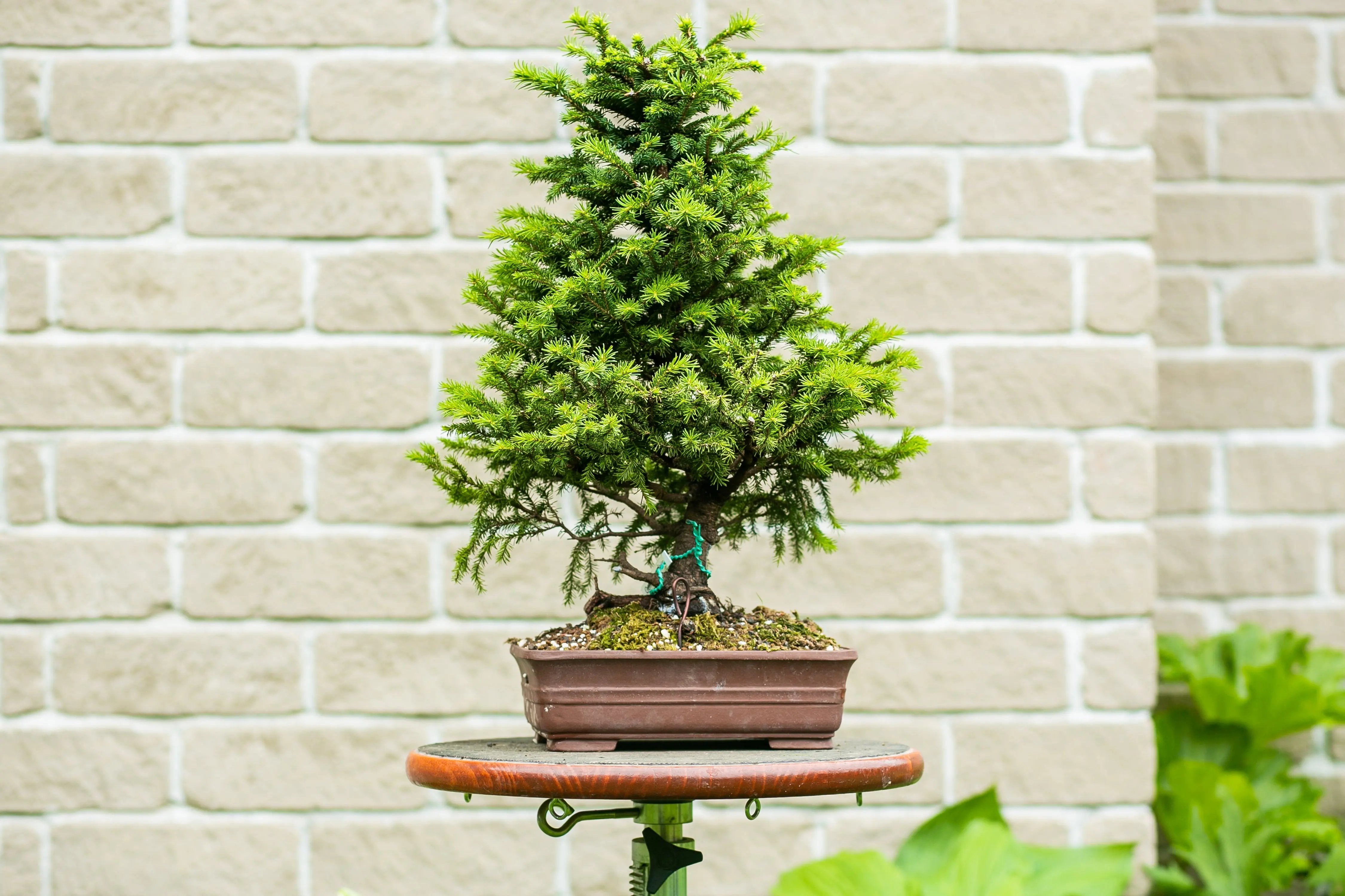 Picea glehnii Canada Bonsai