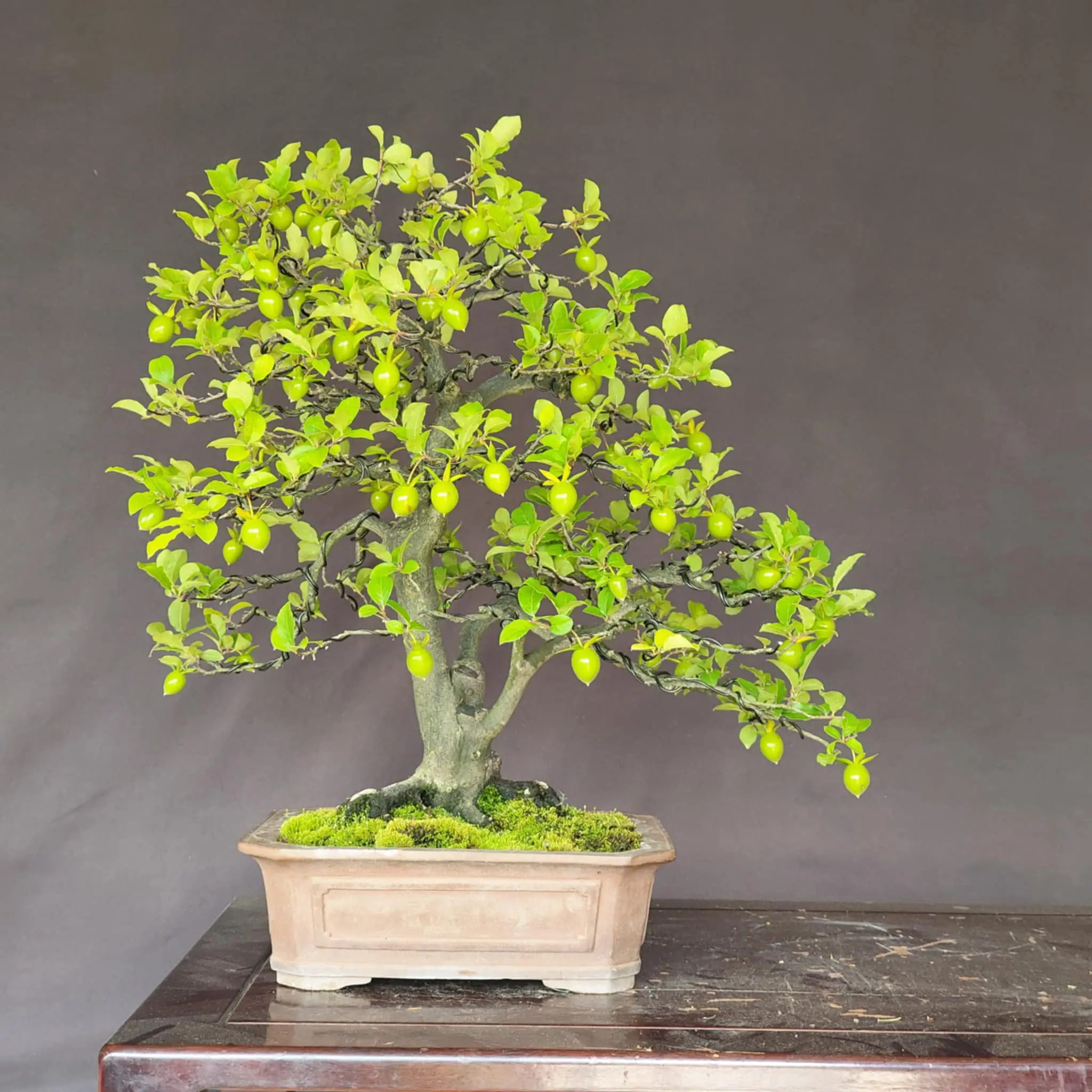 Diospyros rhombifolia 'Miyako Beni' Canada Bonsai