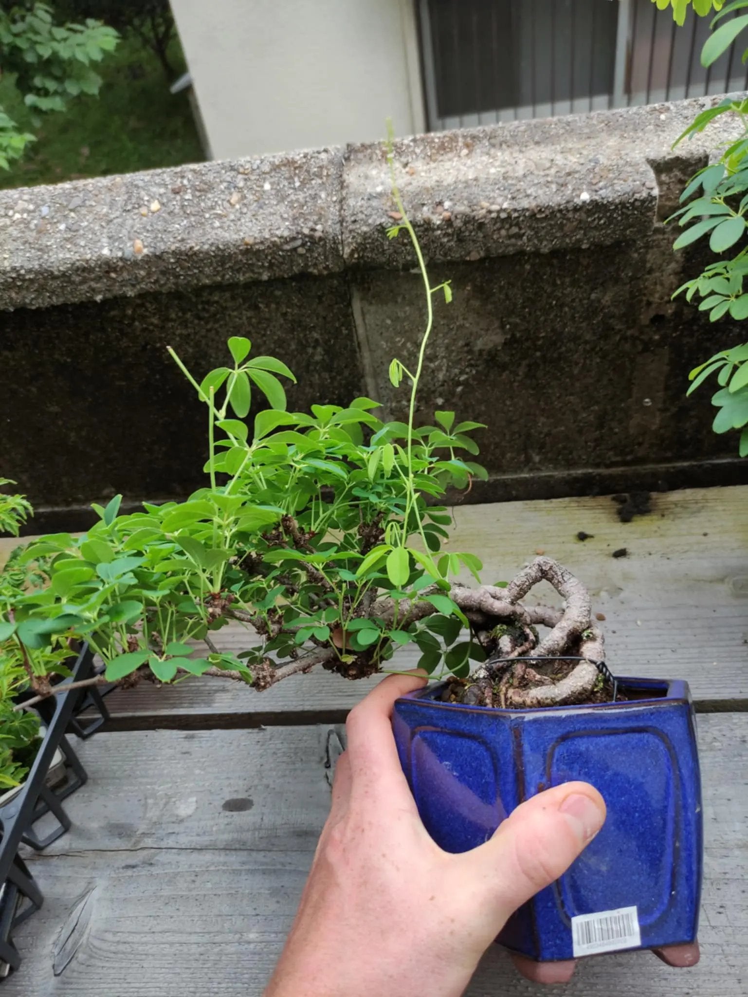 Akebia Canada Bonsai