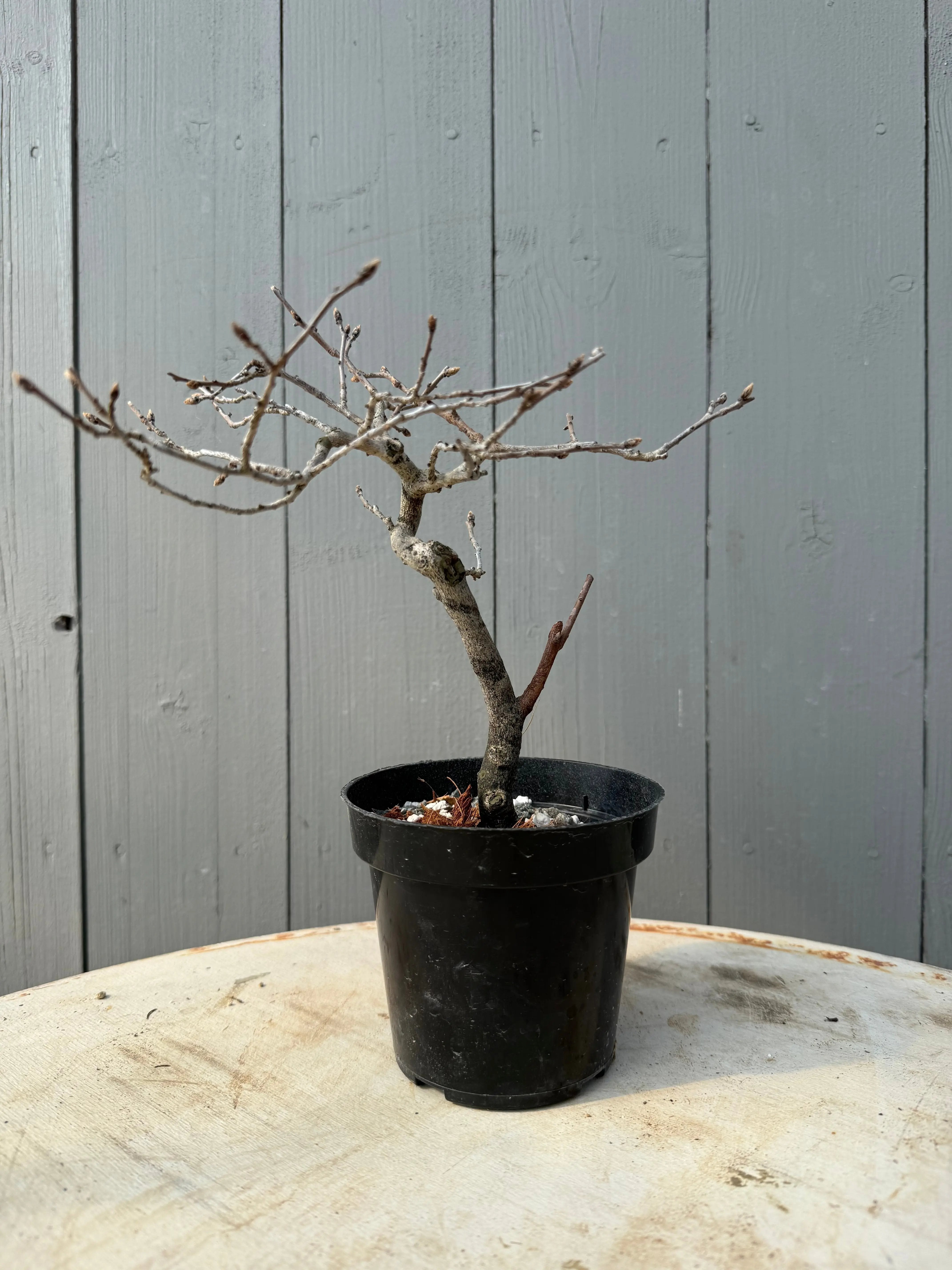 Diospyros rhombifolia Canada Bonsai