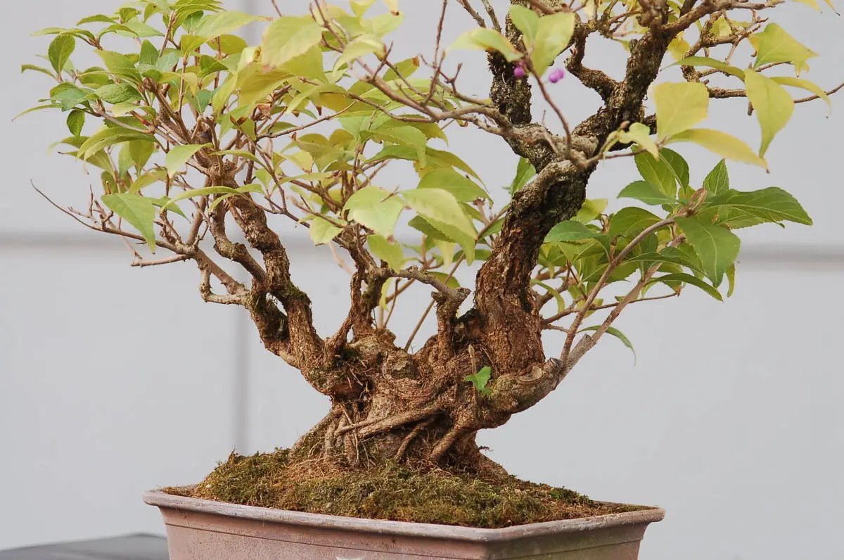 Callicarpa #11 Canada Bonsai
