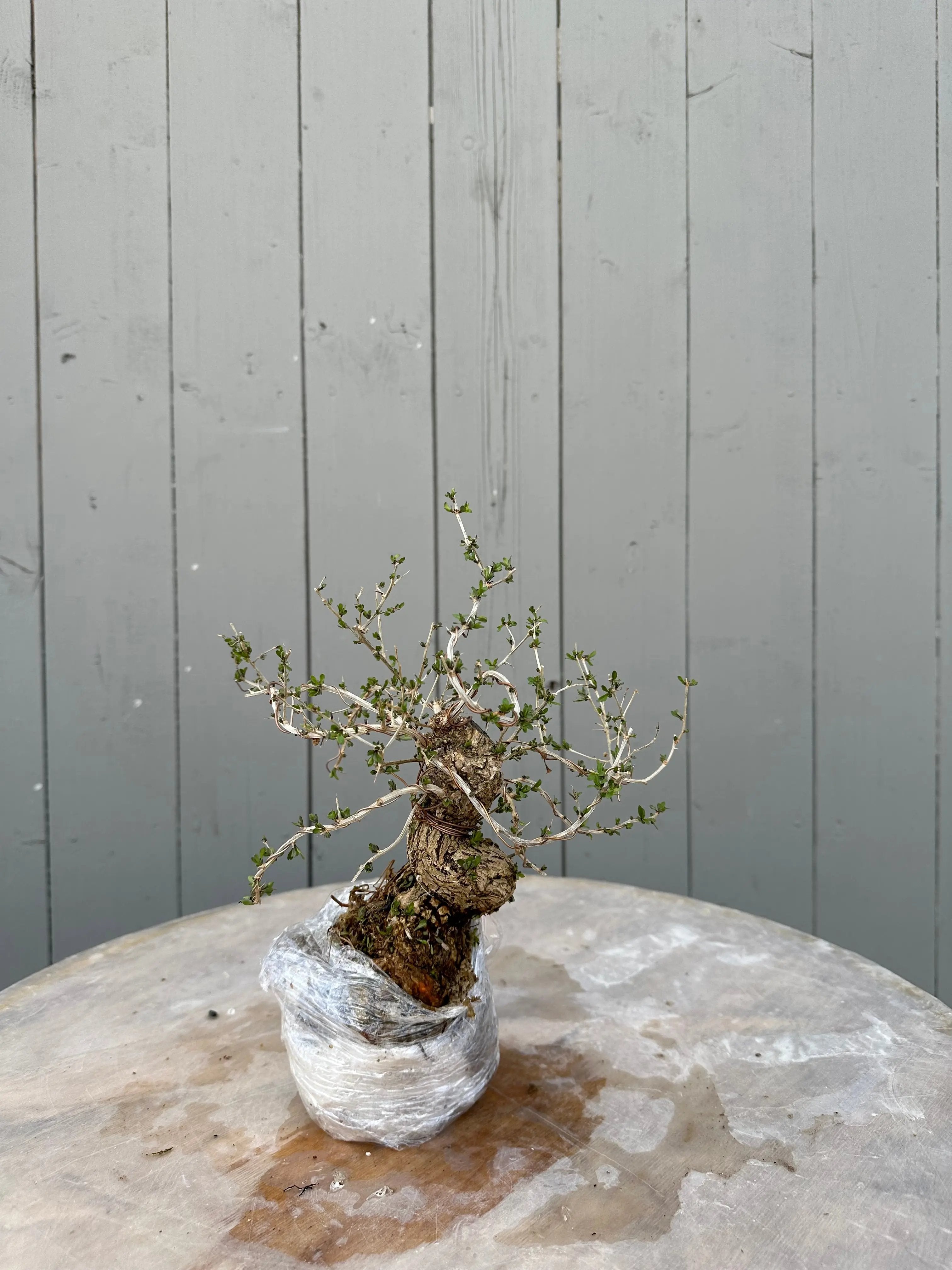 Lycium #1 Canada Bonsai