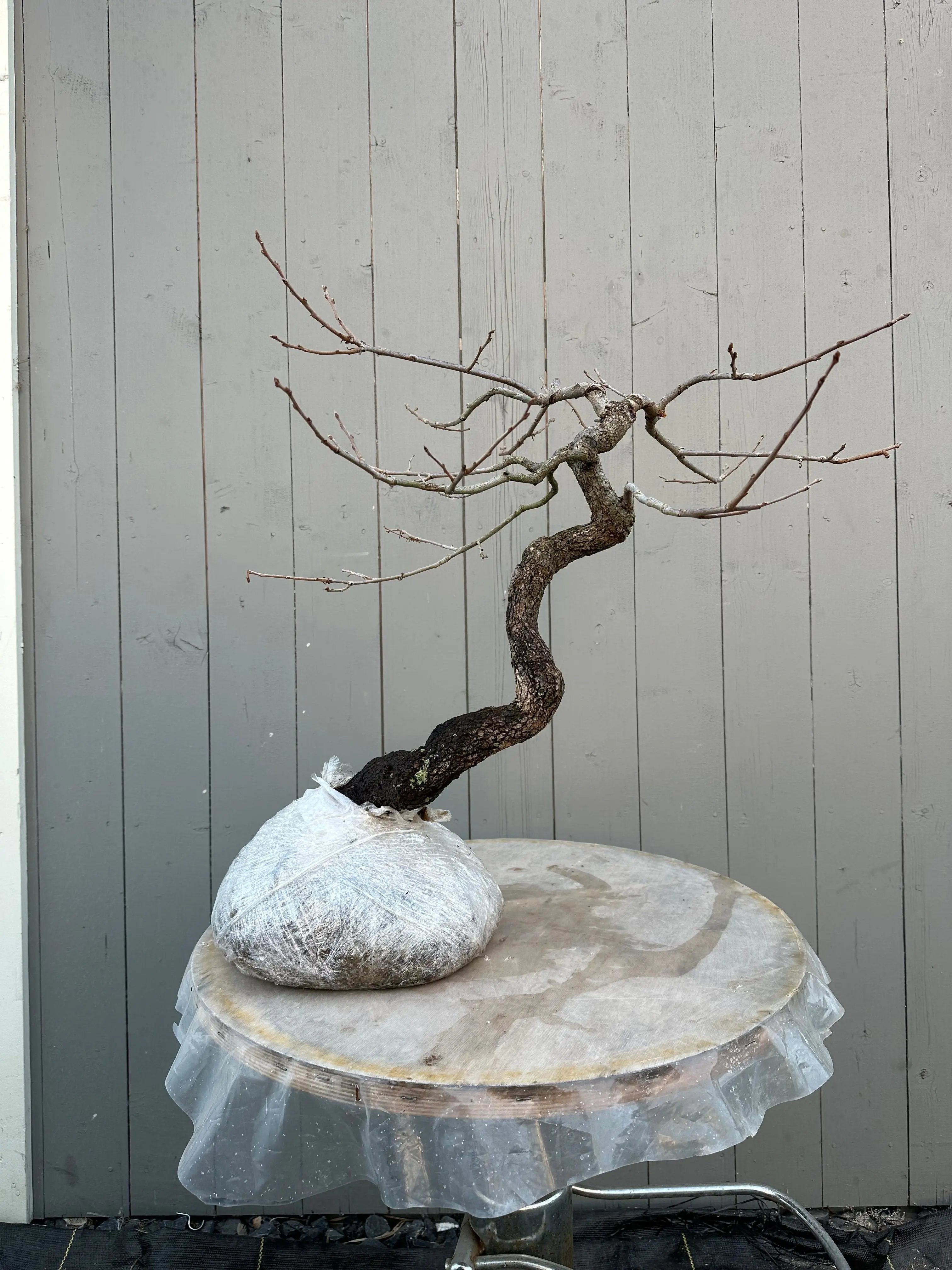 Diospyros (wild) #1 Canada Bonsai