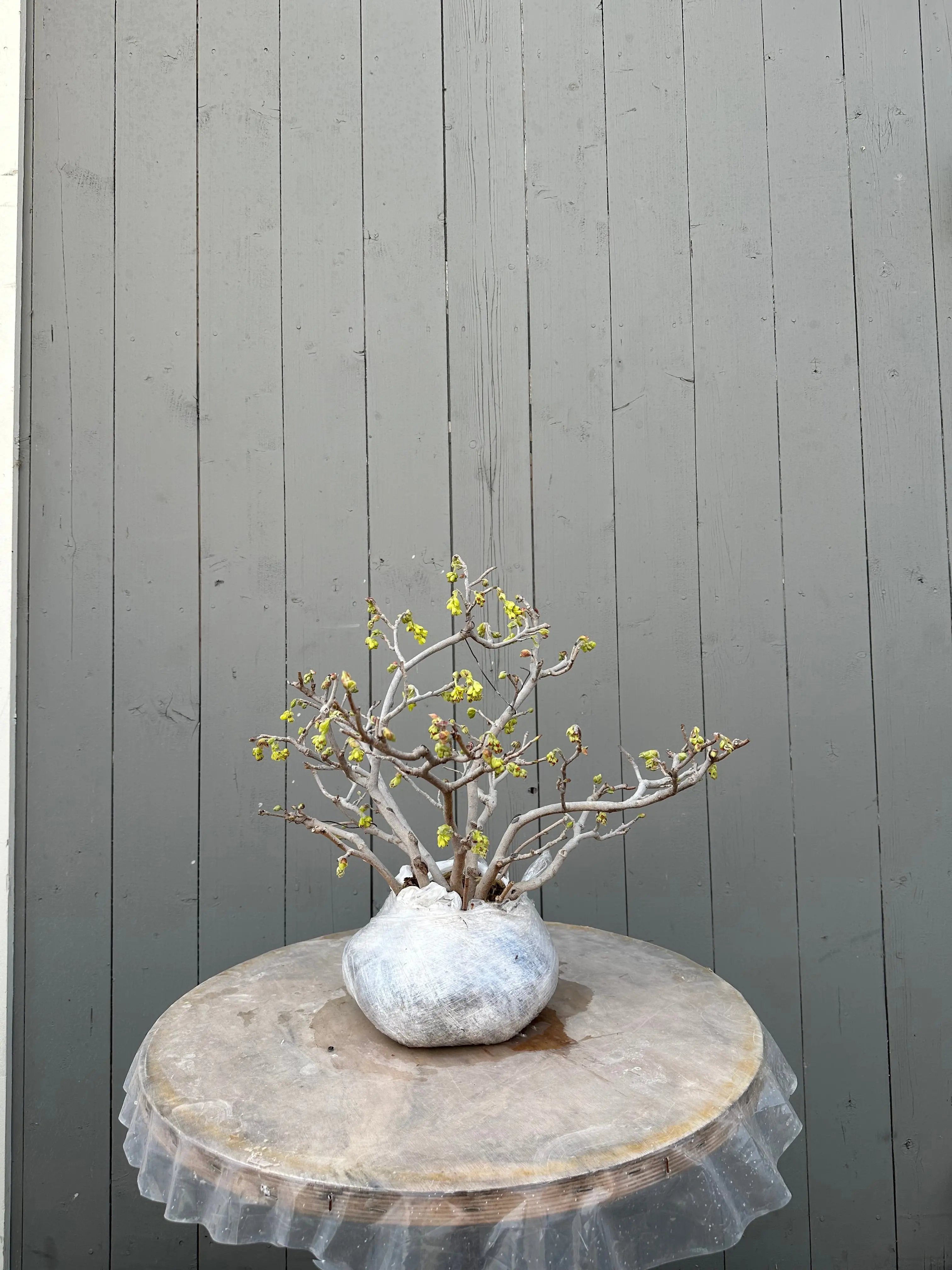 Corylopsis spicata Canada Bonsai