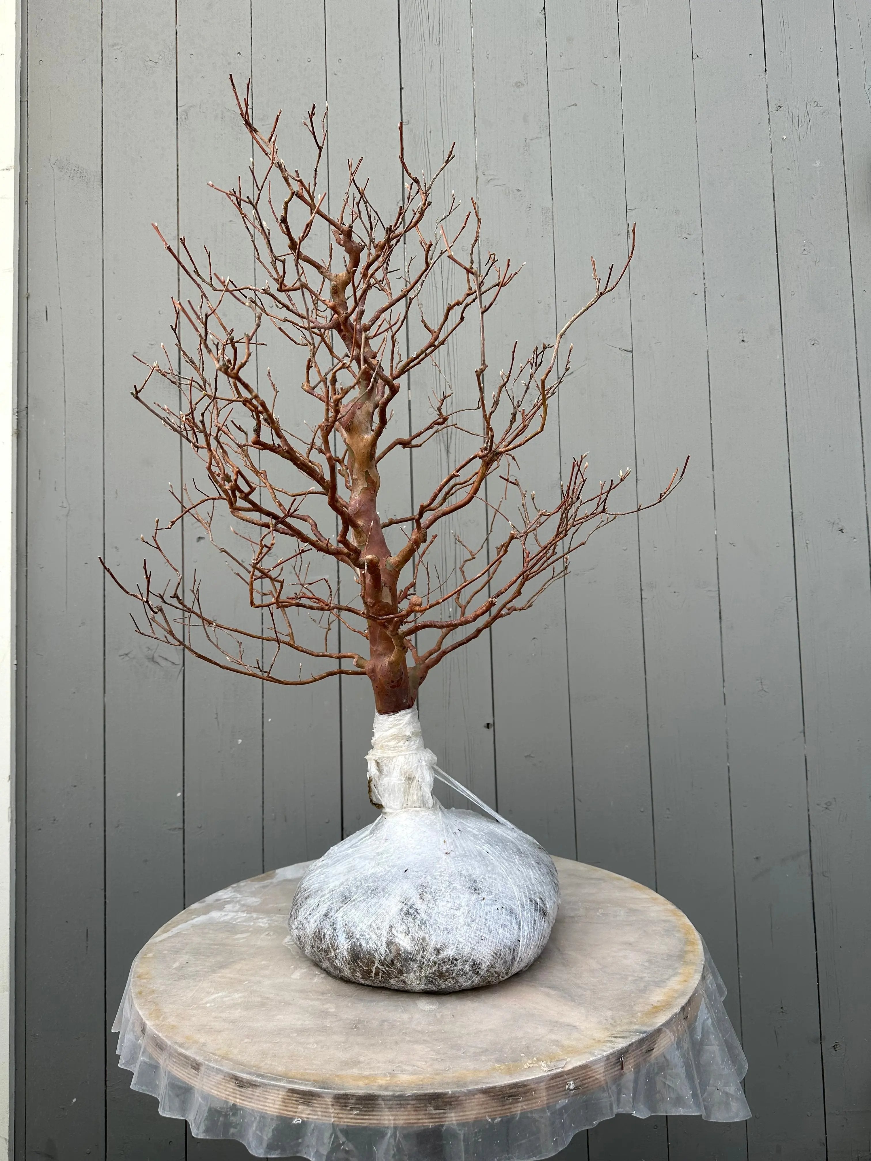 Stewartia #1 Canada Bonsai