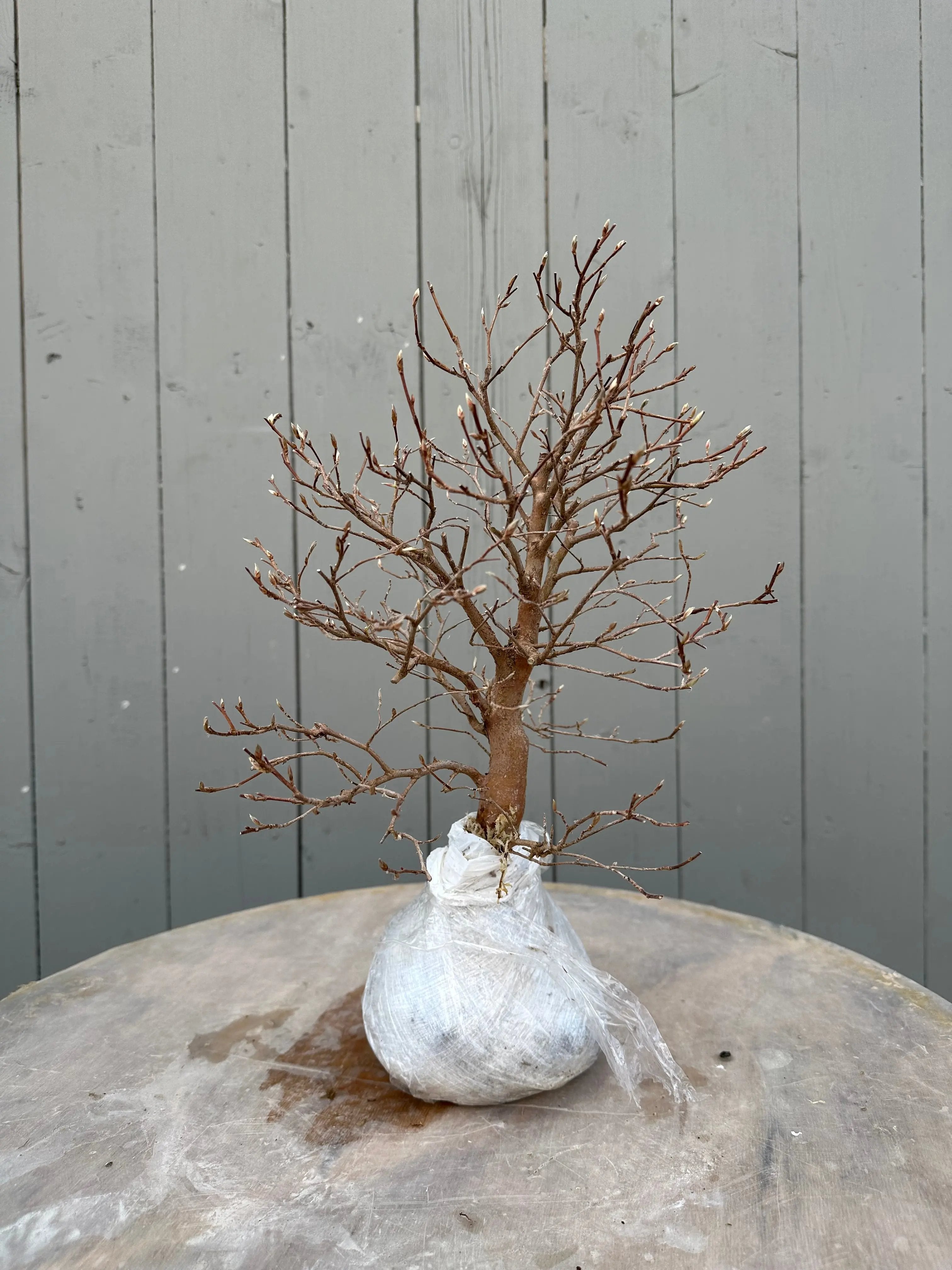 Stewartia #5 Canada Bonsai