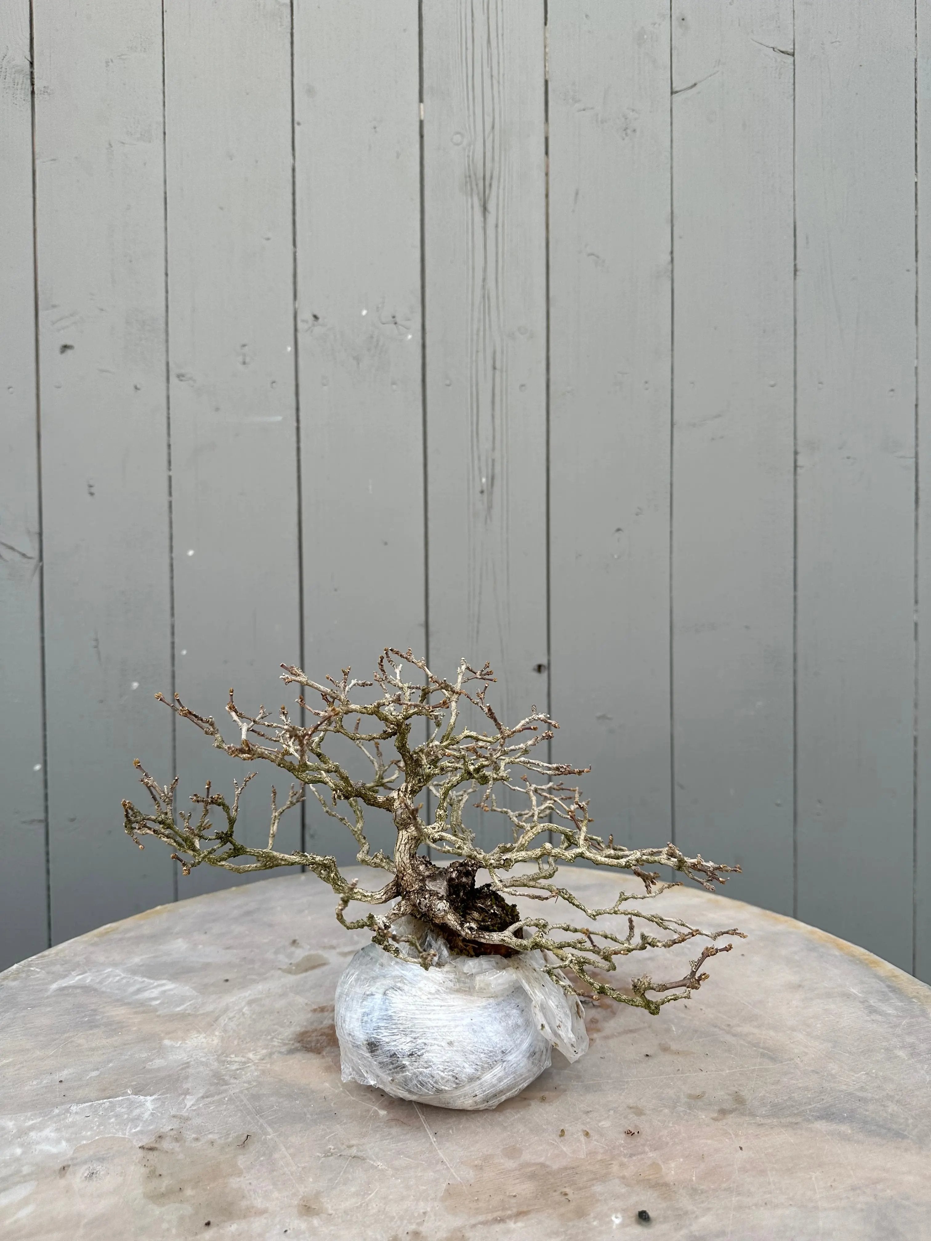 Premna japonica #2 Canada Bonsai