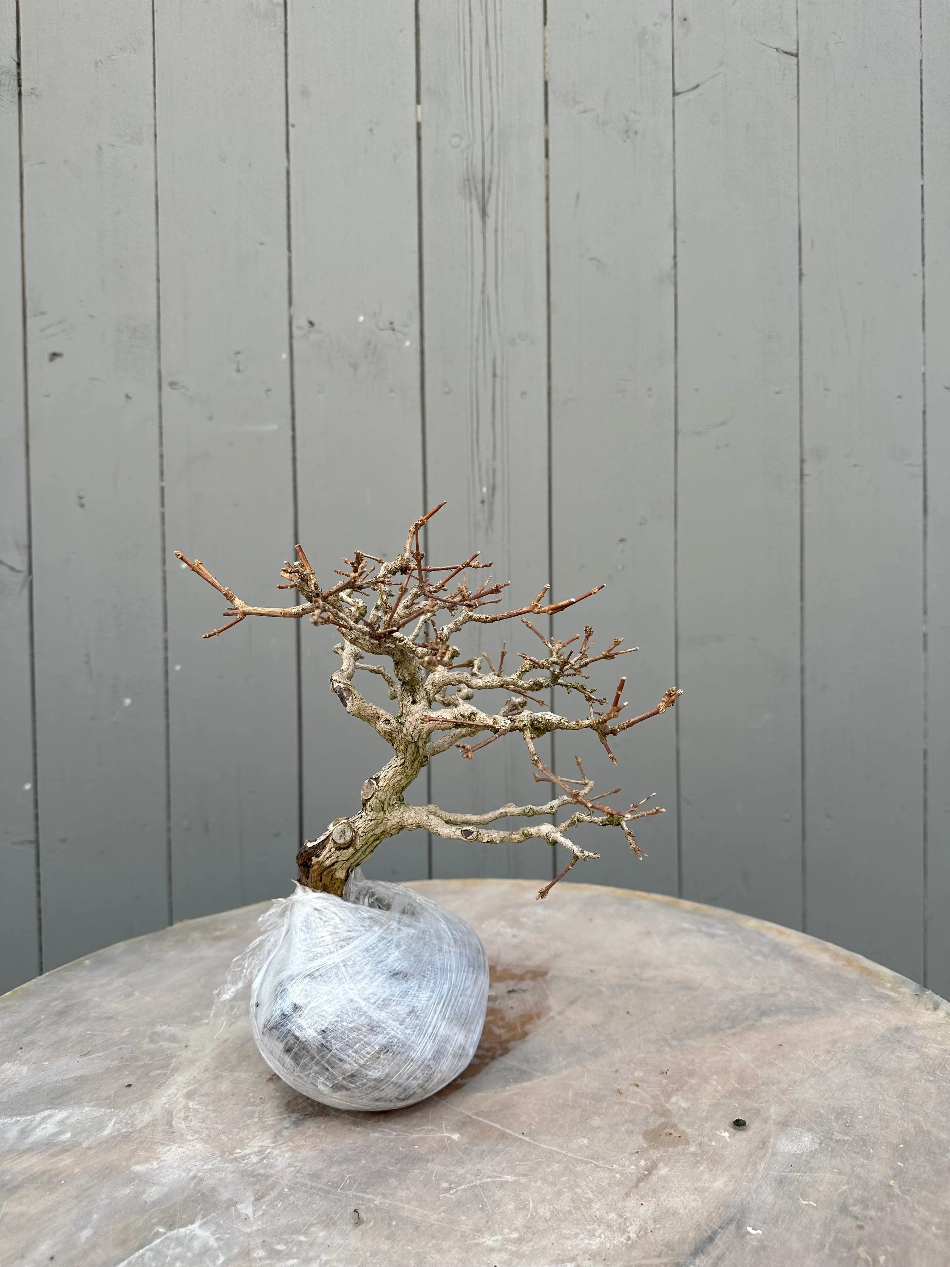 Premna japonica #4 Canada Bonsai