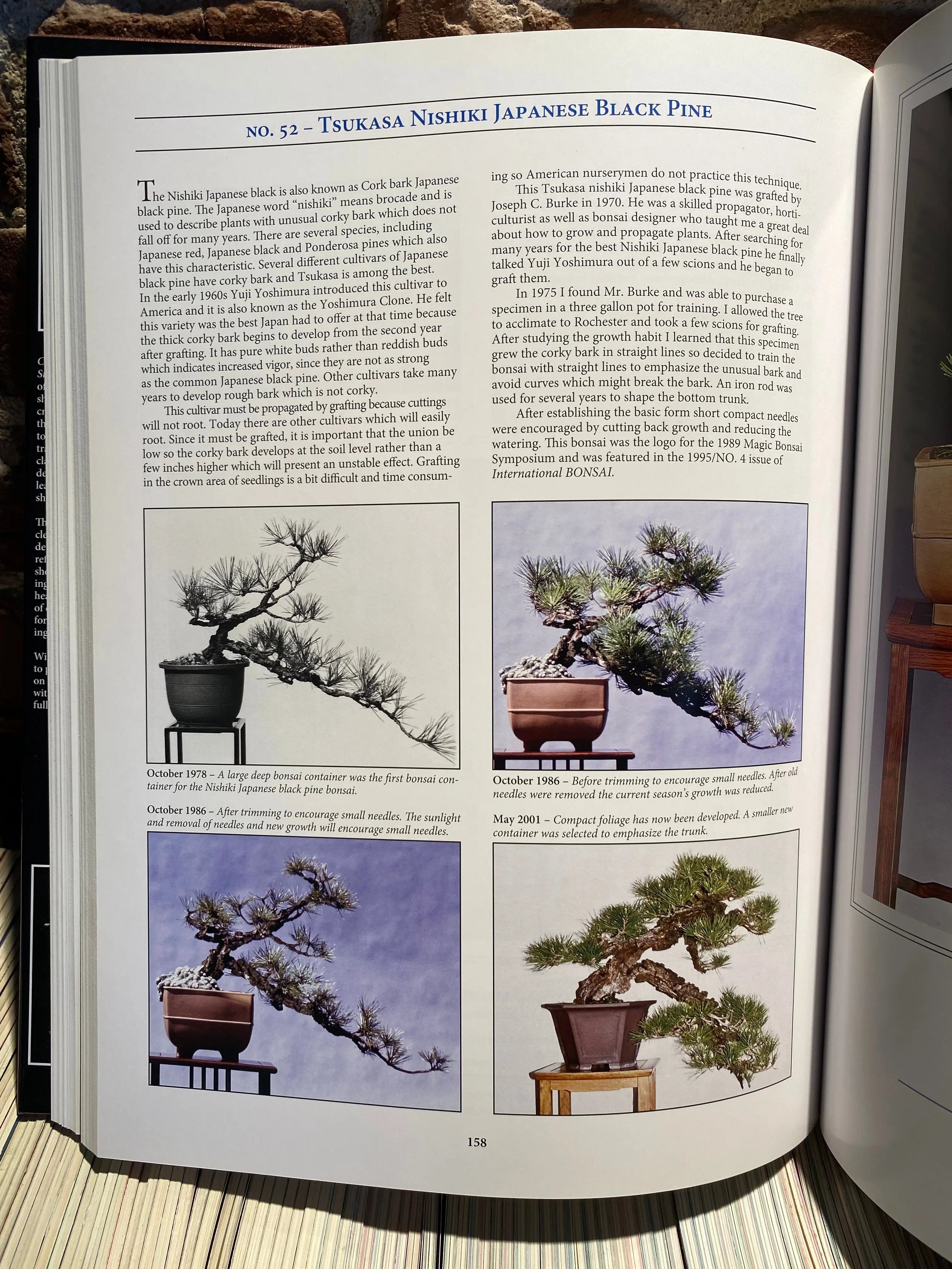 Classical Bonsai Art (unsigned) CB Books