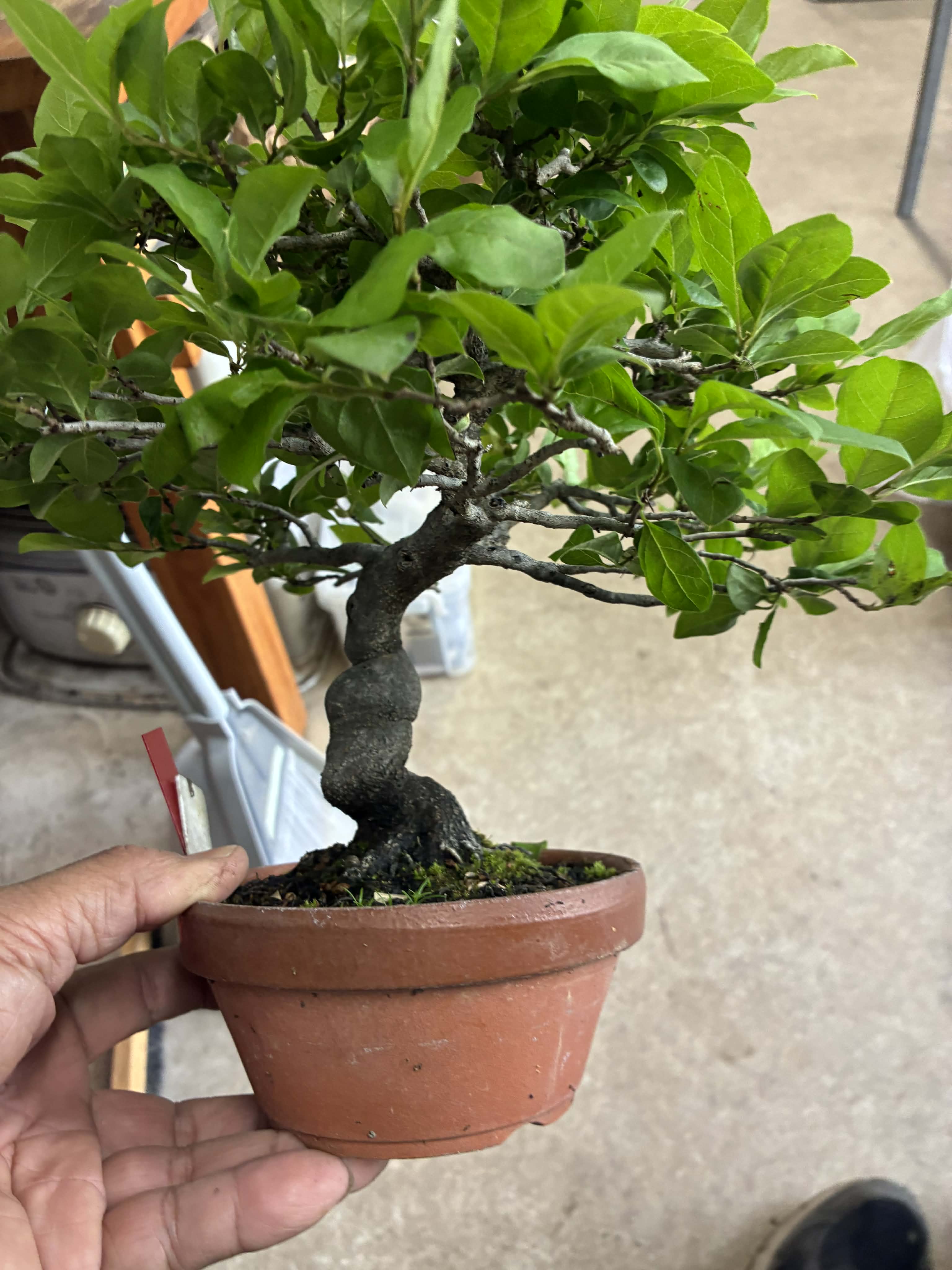Diospyros (male)