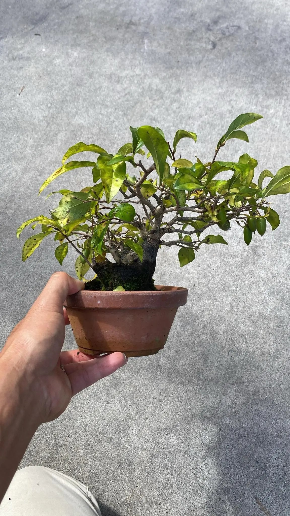 Diospyros rhombifolia Canada Bonsai