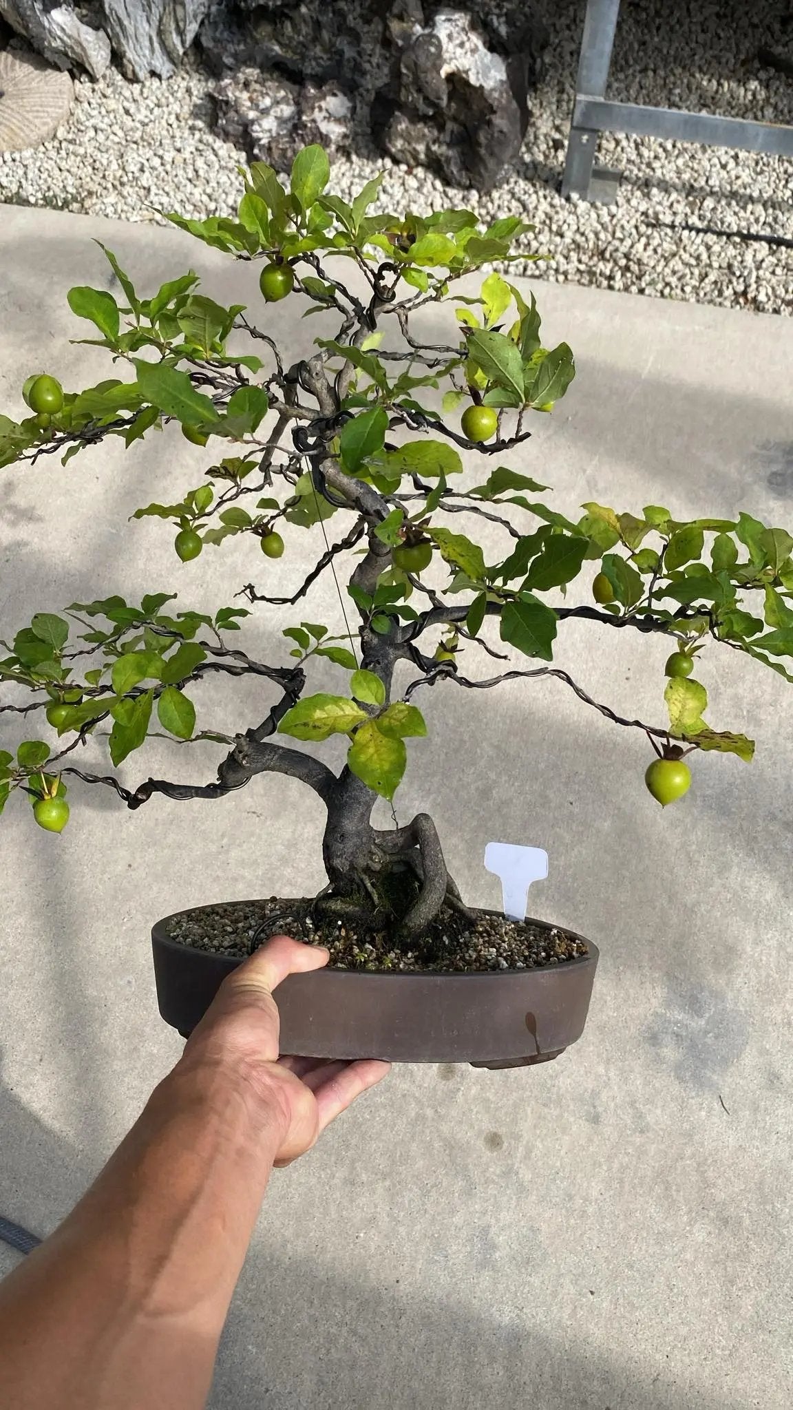 Diospyros rhombifolia Canada Bonsai