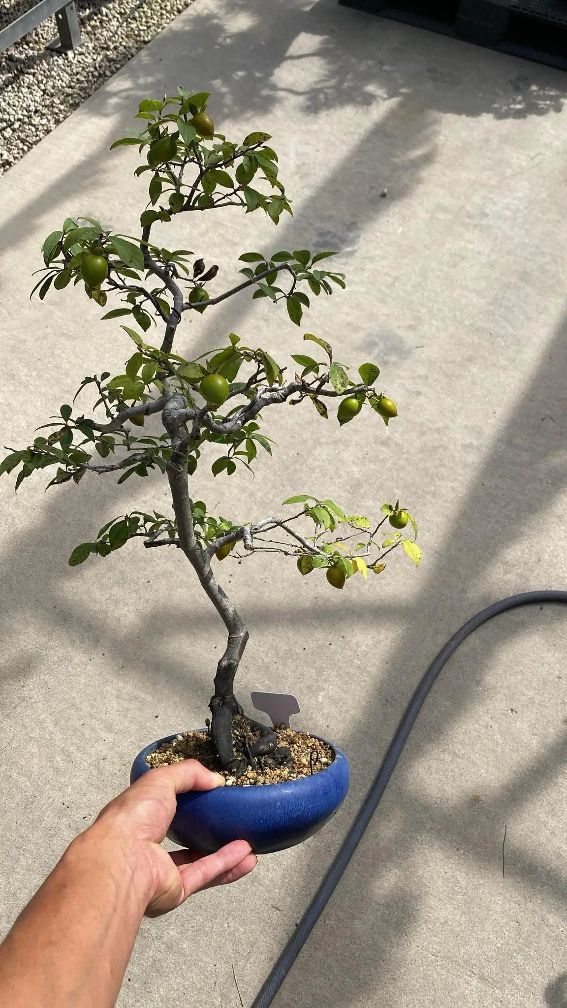 Diospyros rhombifolia Canada Bonsai