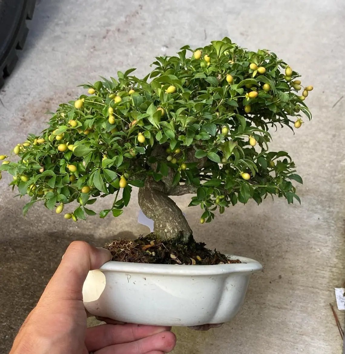 Euonymus Canada Bonsai