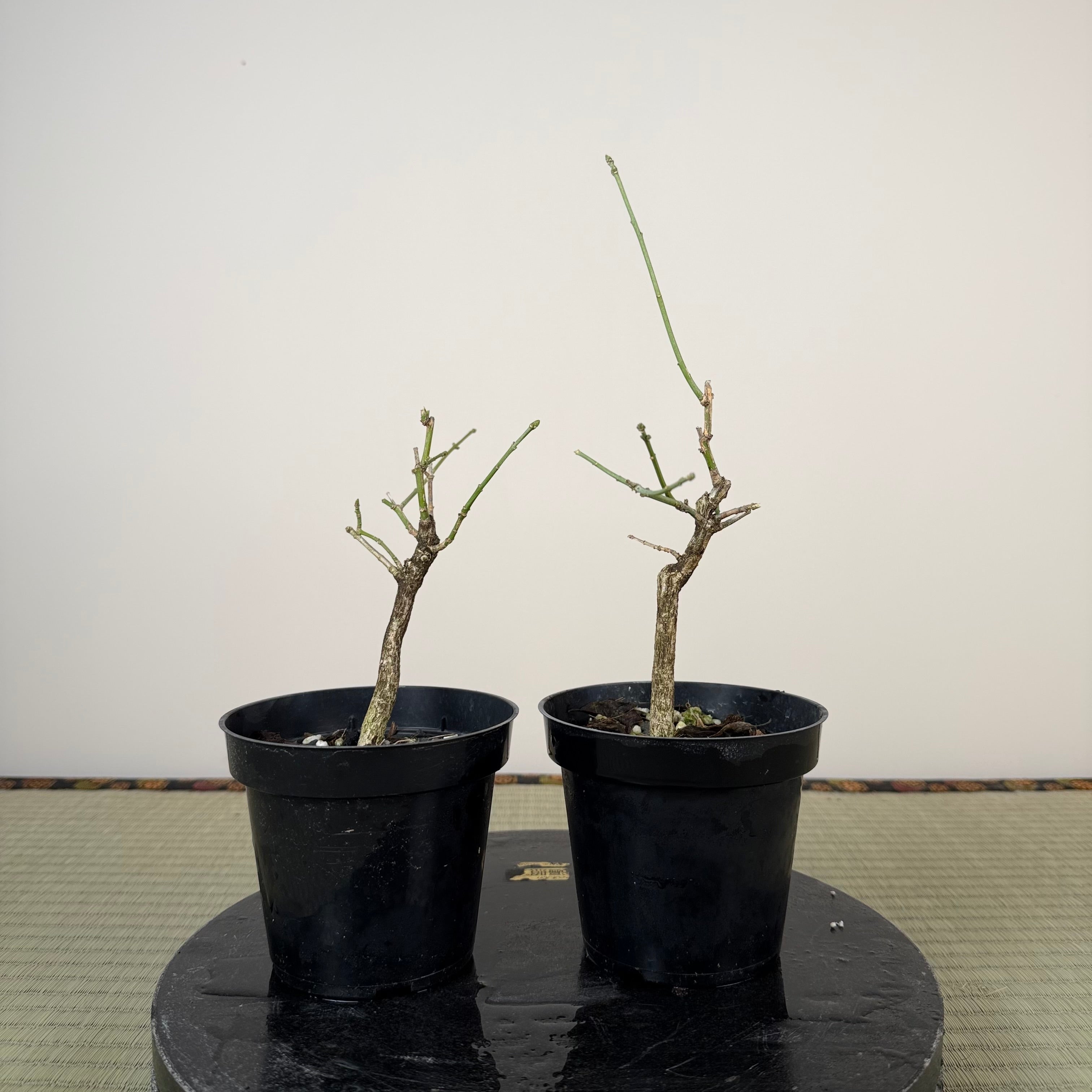 Fusain (petit)