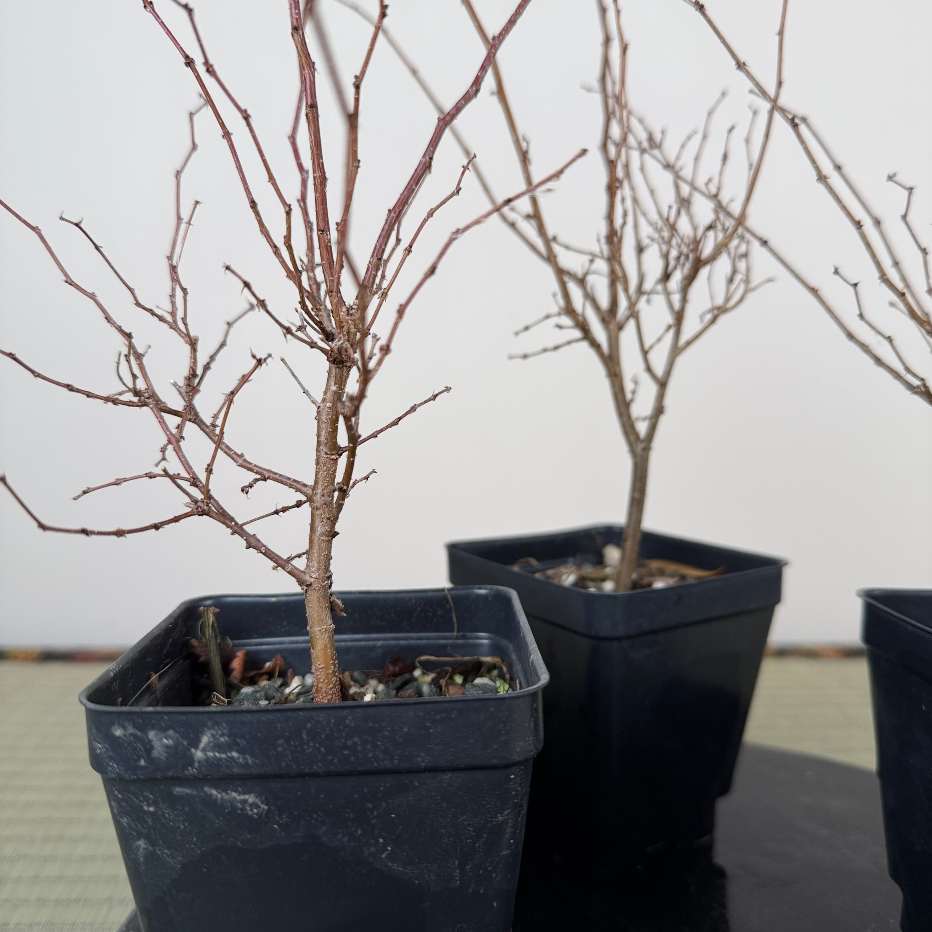 Zelkova serrata