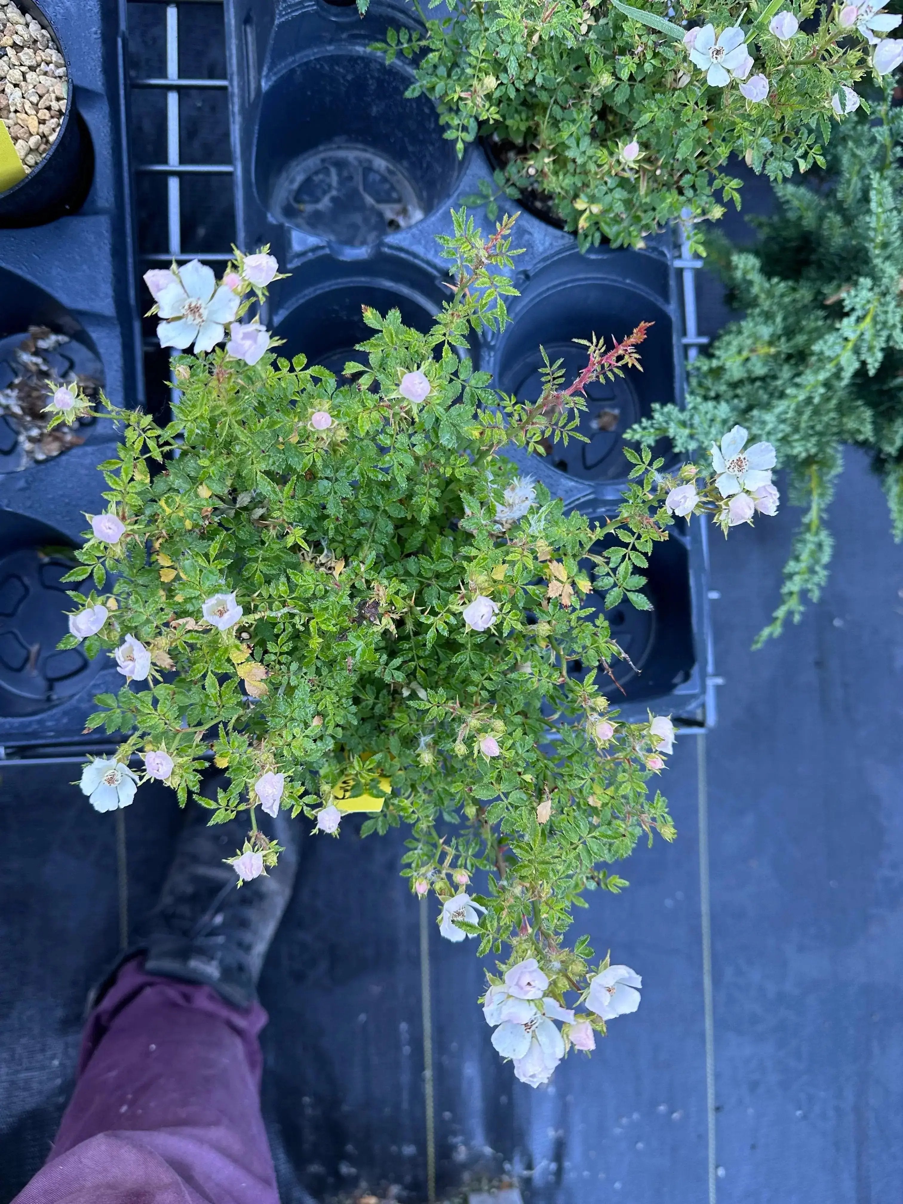 ROSE (white & pink) Canada Bonsai