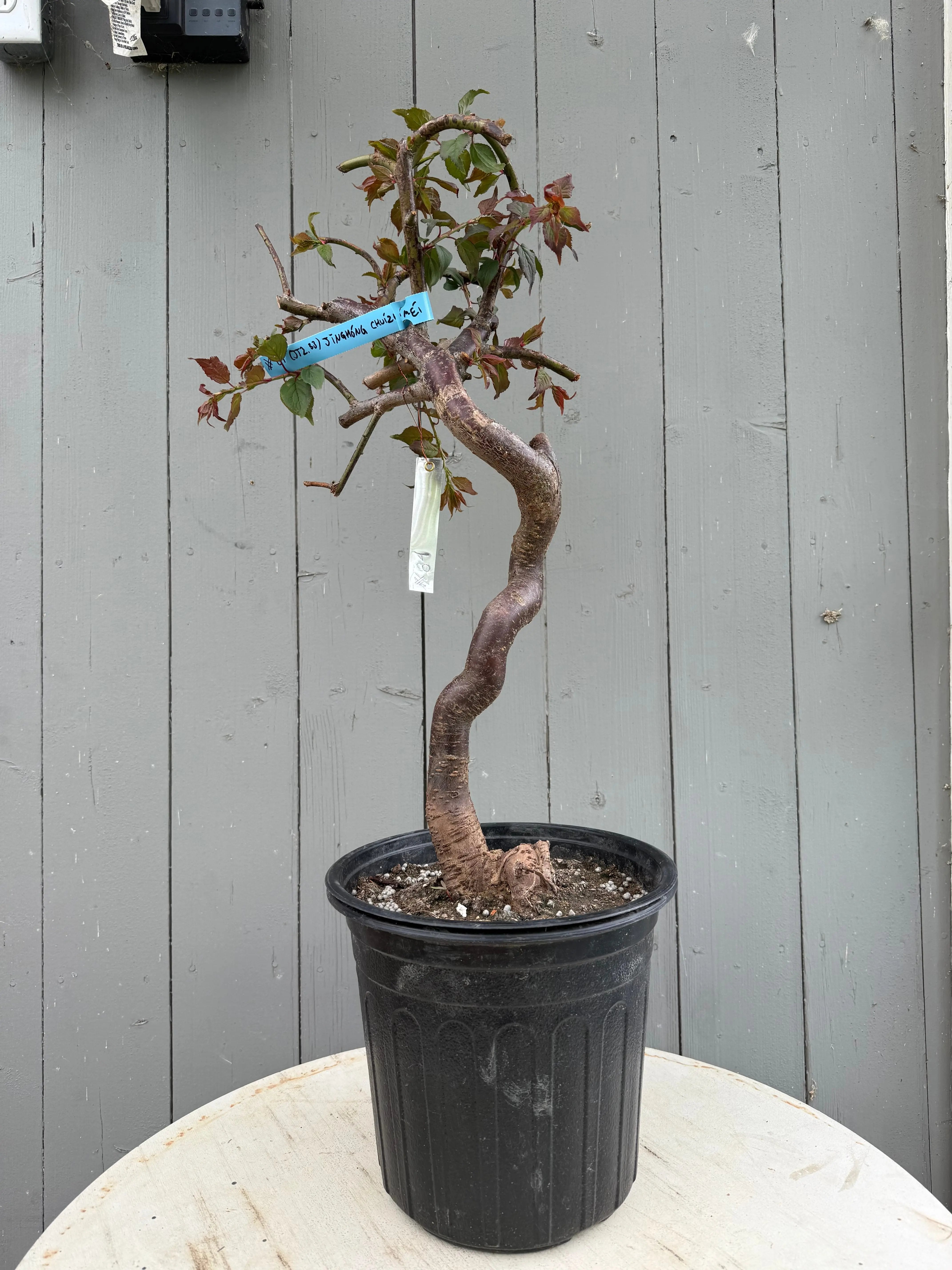 Prunus mume 'Jǐnghóng chuízhīméi' (weeping) Canada Bonsai