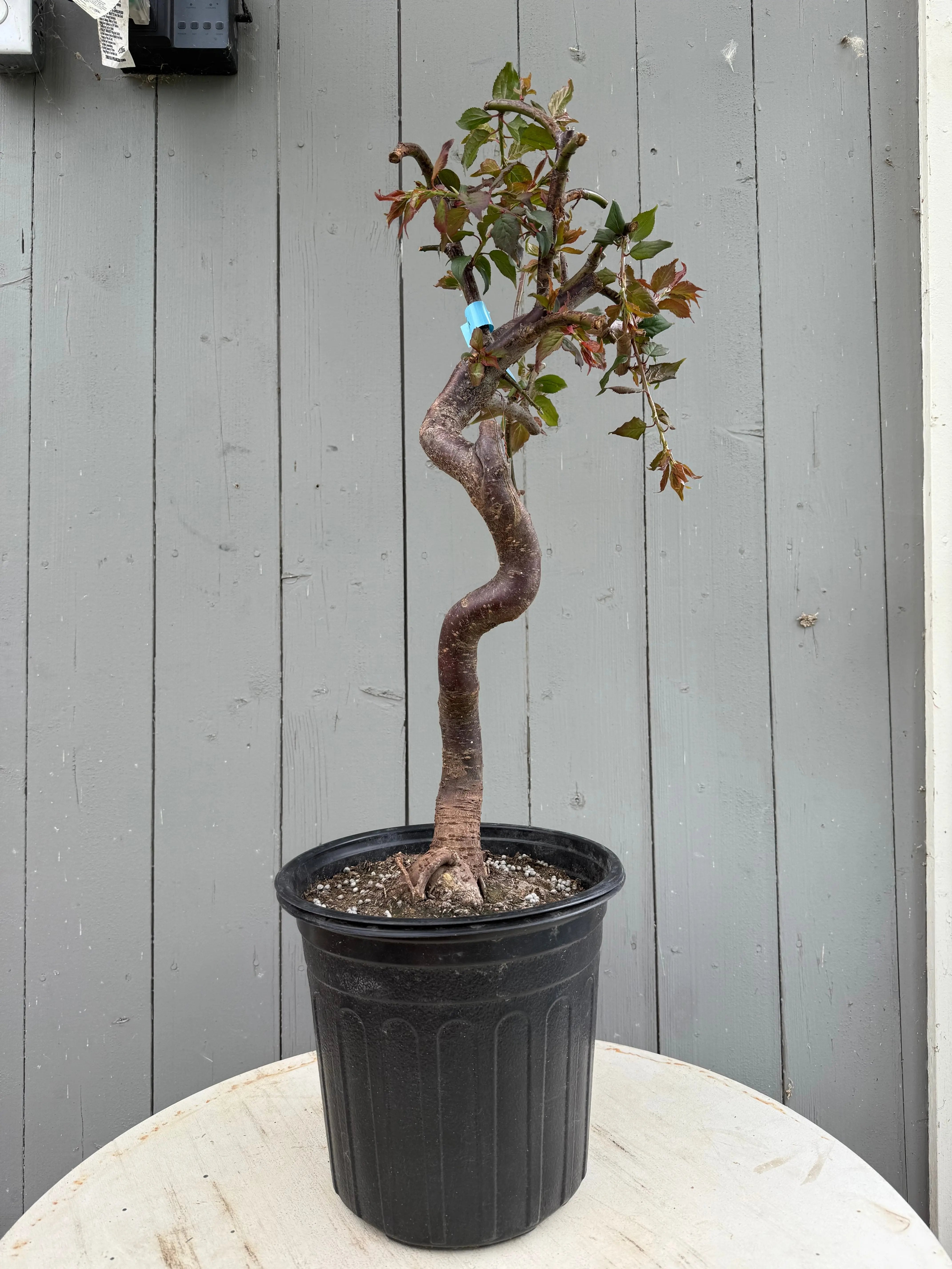 Prunus mume 'Jǐnghóng chuízhīméi' (weeping) Canada Bonsai