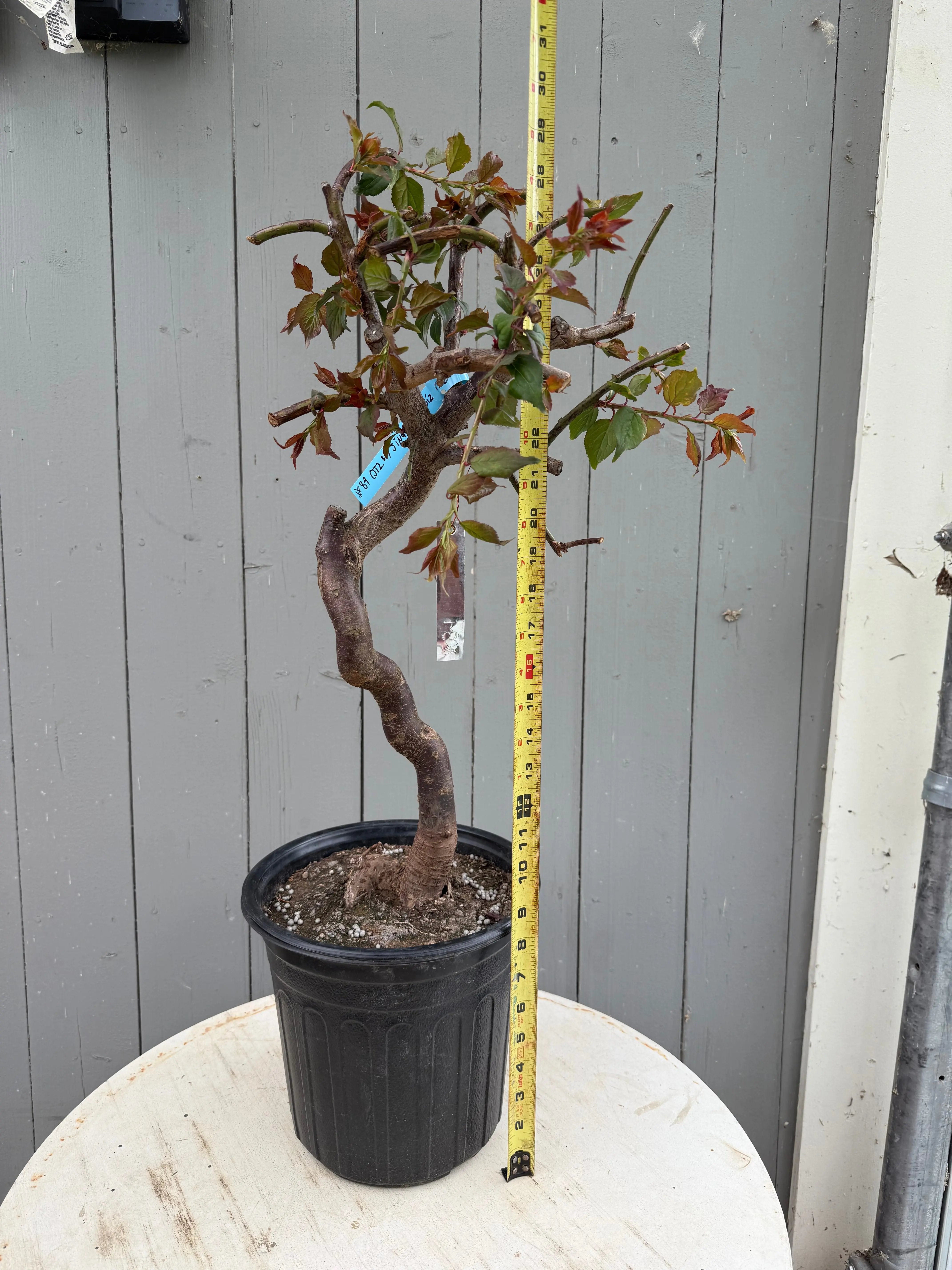 Prunus mume 'Jǐnghóng chuízhīméi' (weeping) Canada Bonsai