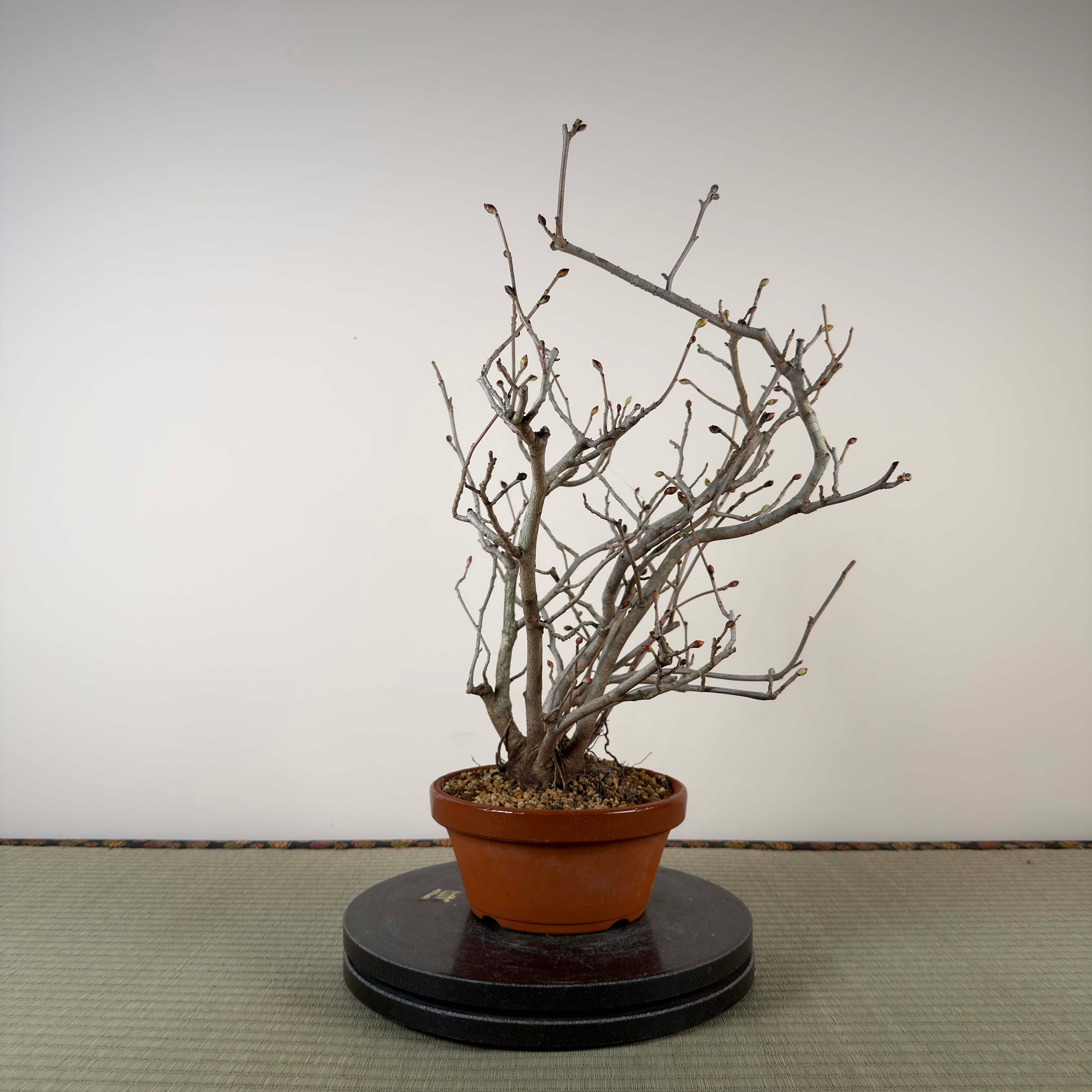 Corylopsis spicata