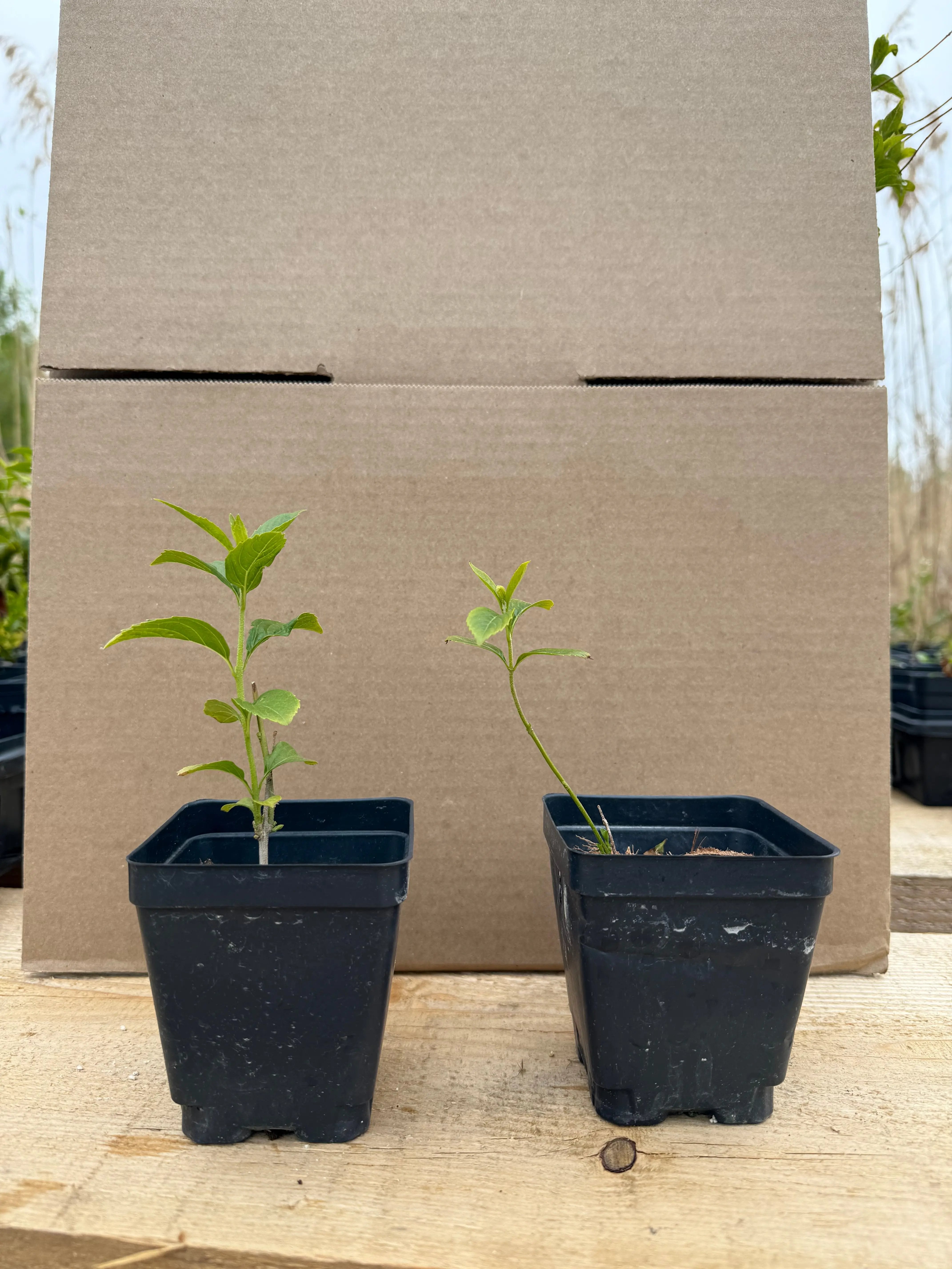 Callicarpa japonica (white) Canada Bonsai