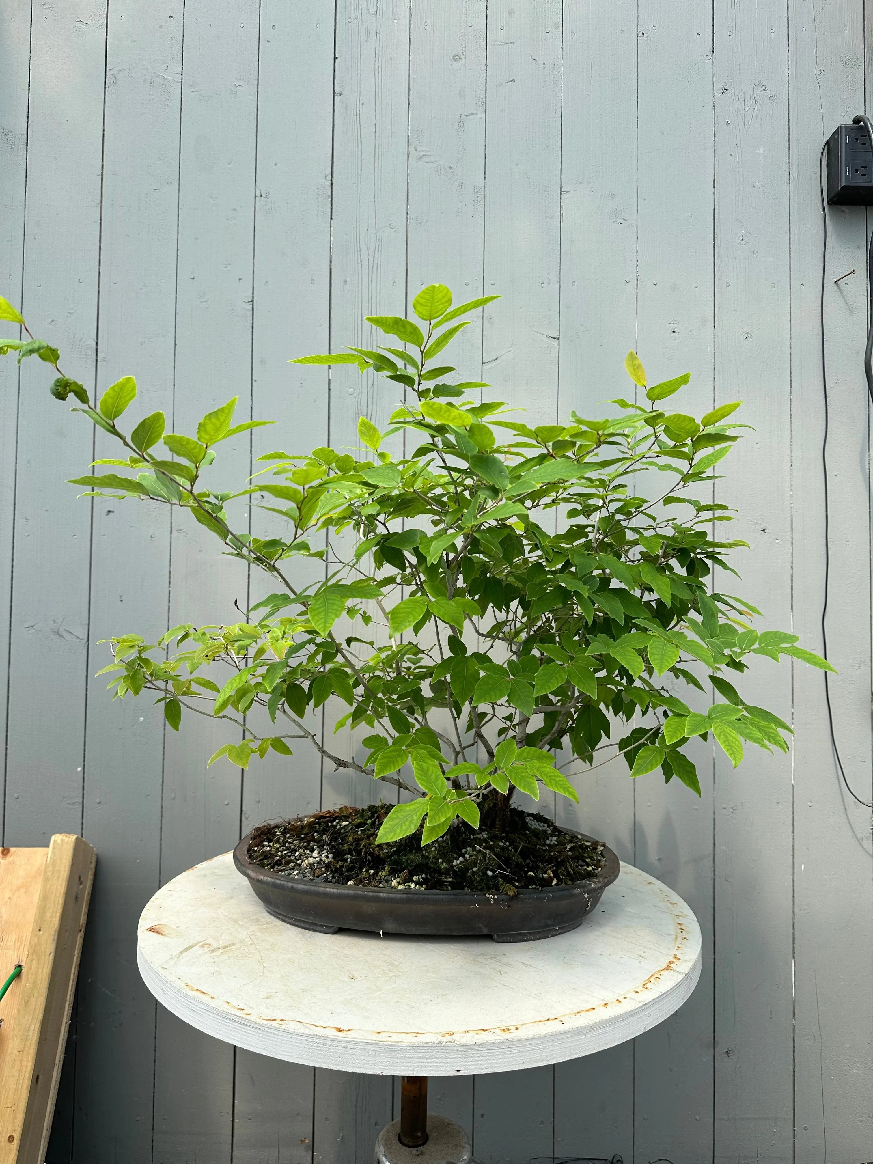 Lindera glauca (antique pot) Canada Bonsai