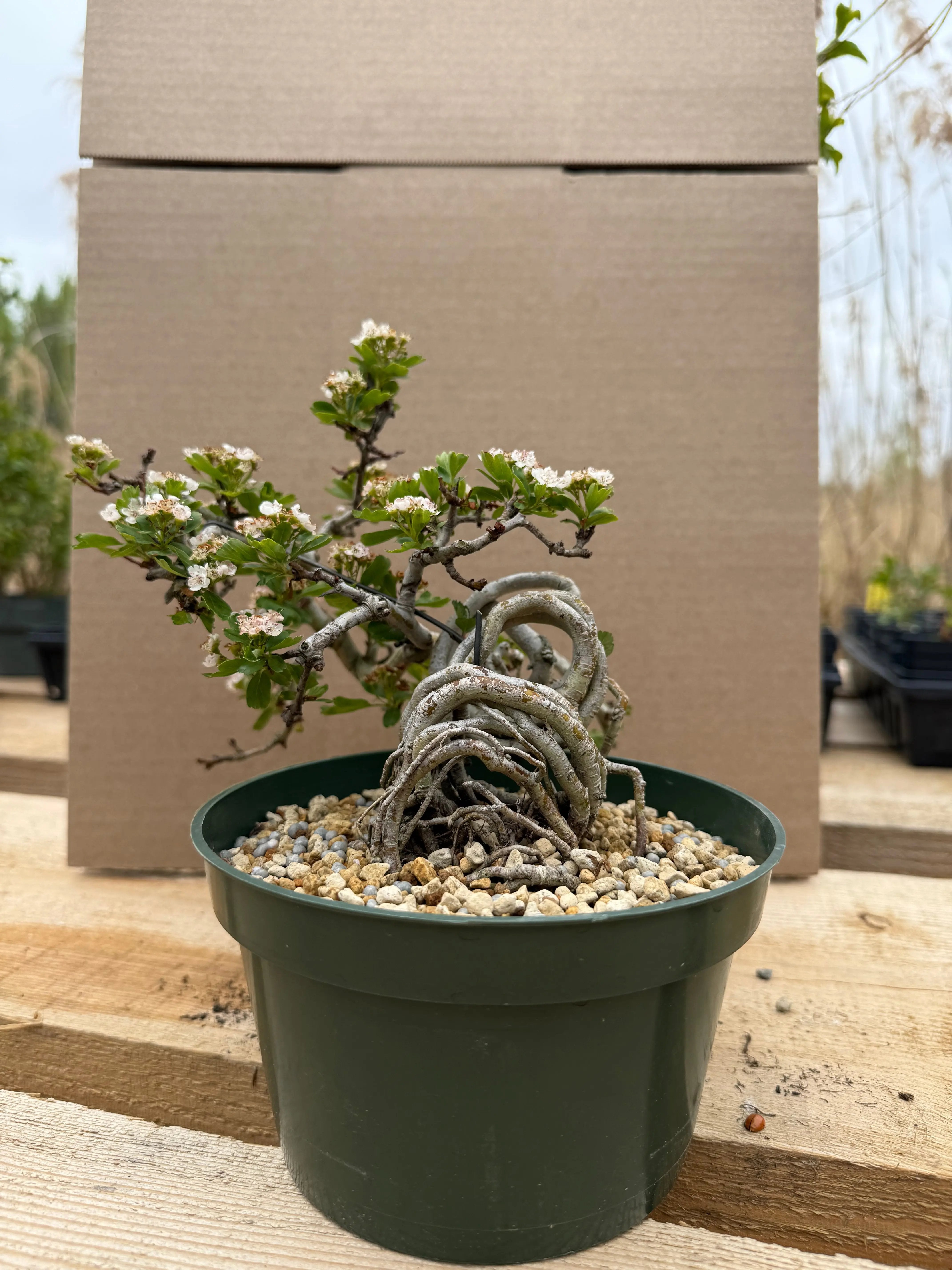 Crataegus cuneata 'Matsudaira' Canada Bonsai