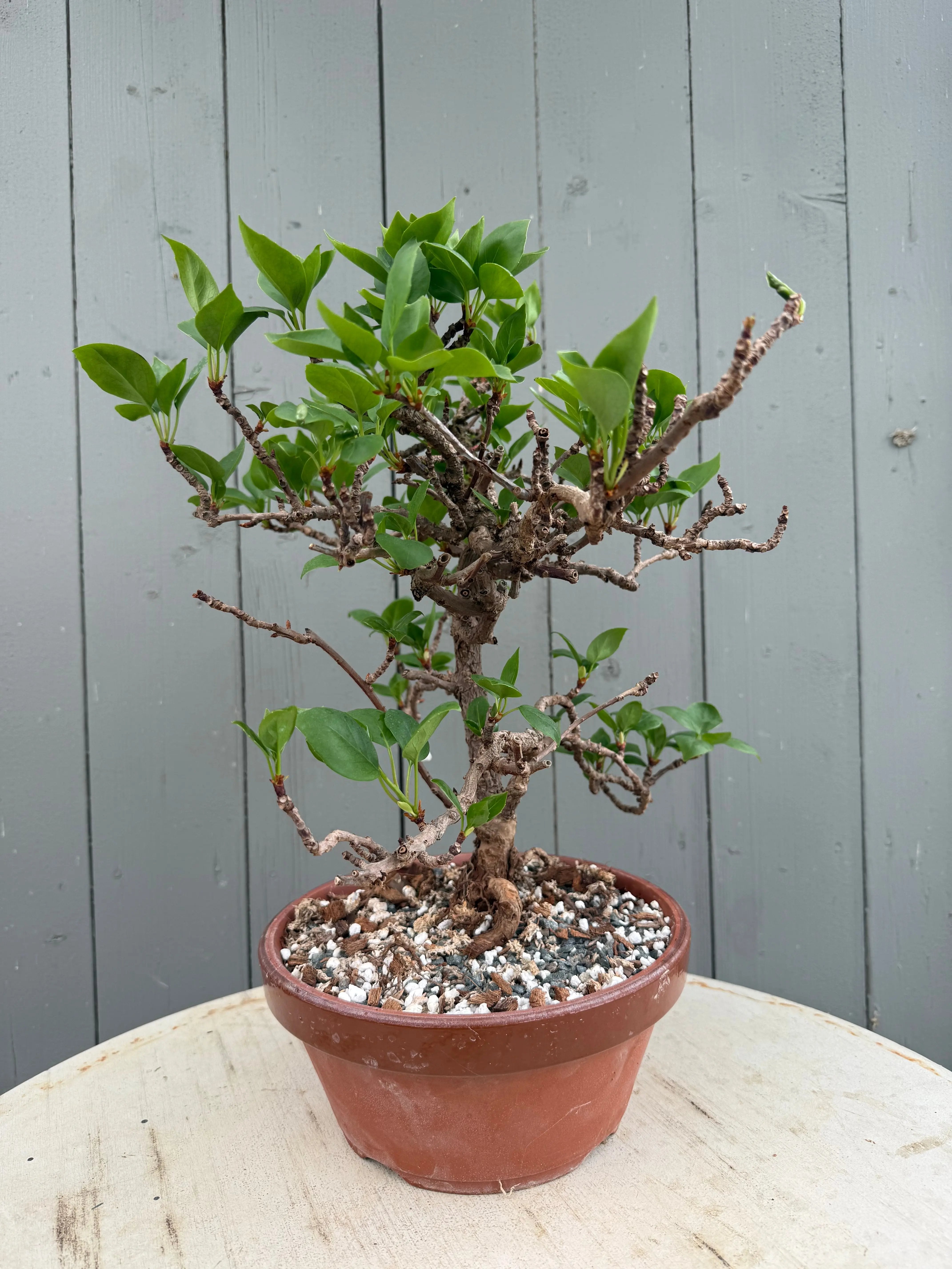 Actinidia arguta Canada Bonsai