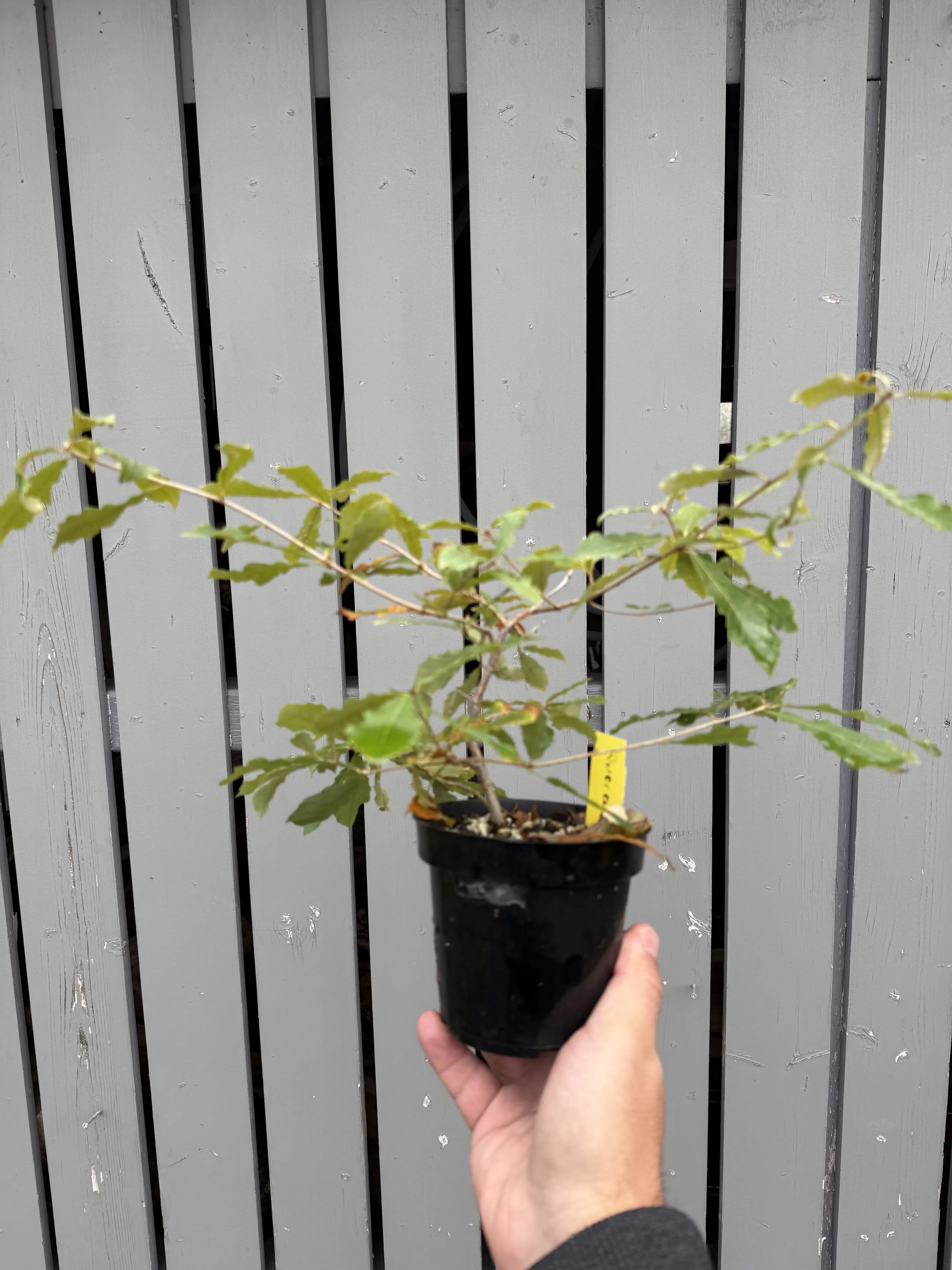 Quercus Serrata #5 Canada Bonsai