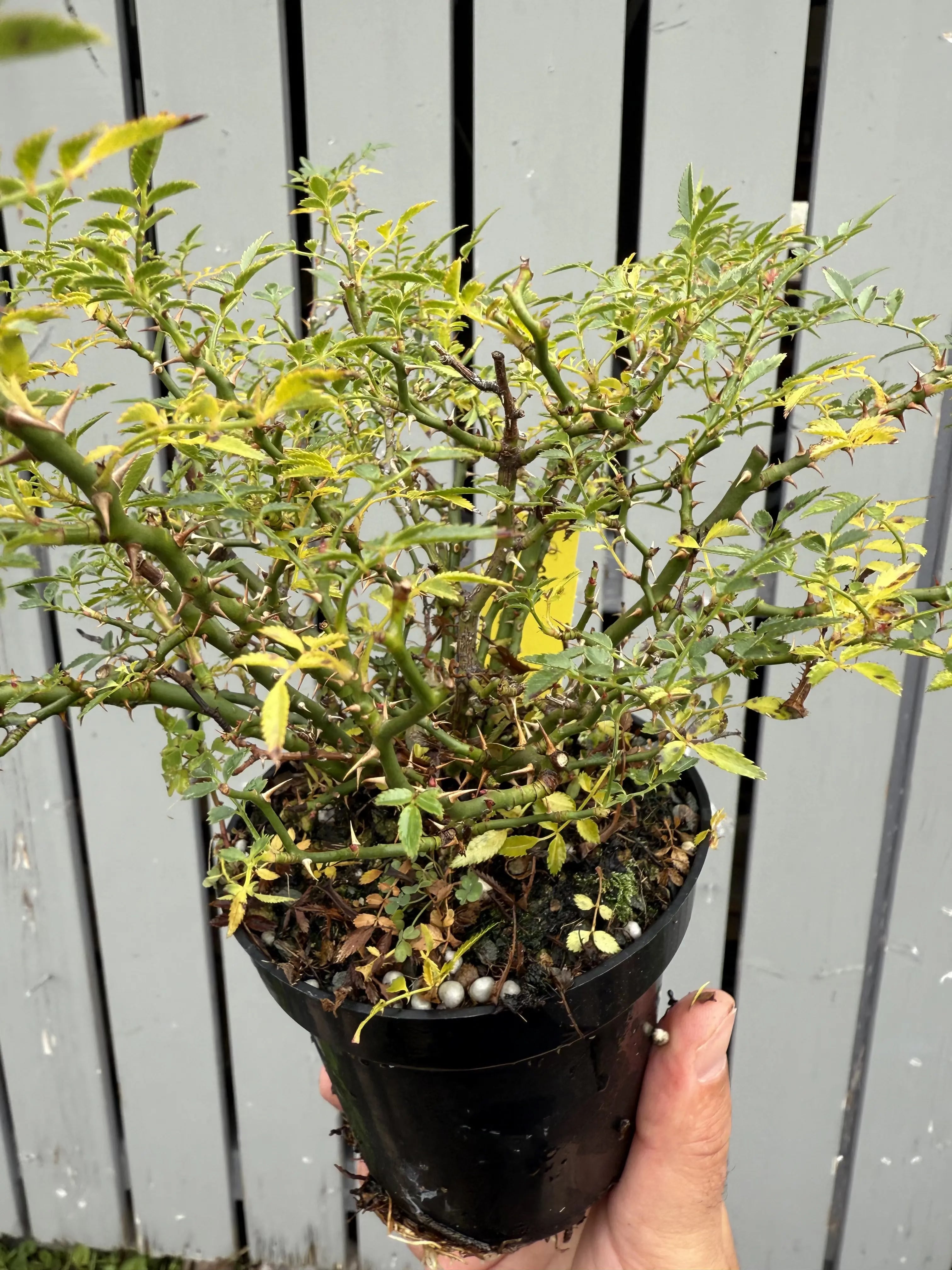 Rosa #2 Canada Bonsai