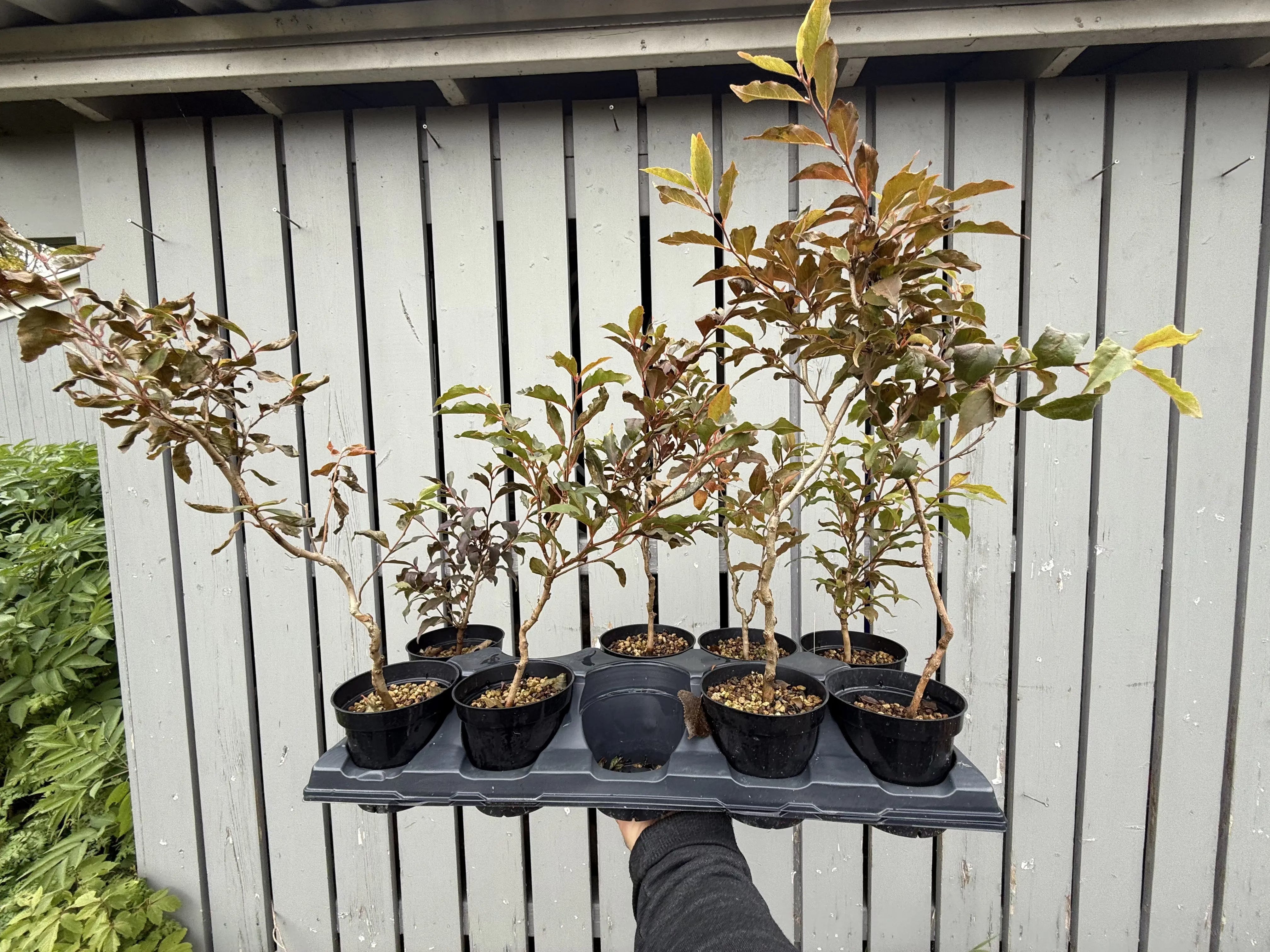 Stewartia #1-8 Canada Bonsai